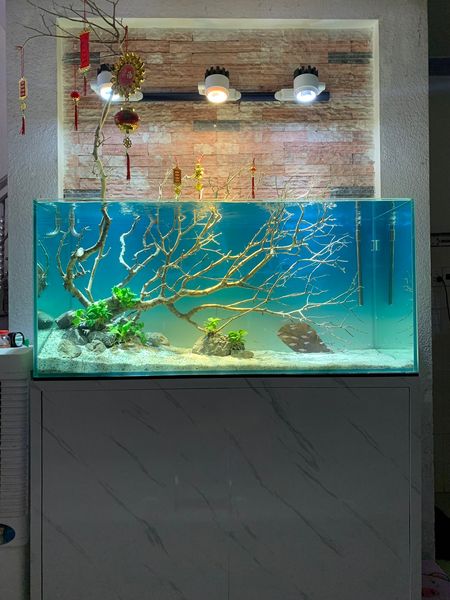 Lũa San Trắng- Trang Trí Setup Layout Bể Thủy Sinh-Cá Cảnh Thiên Phước