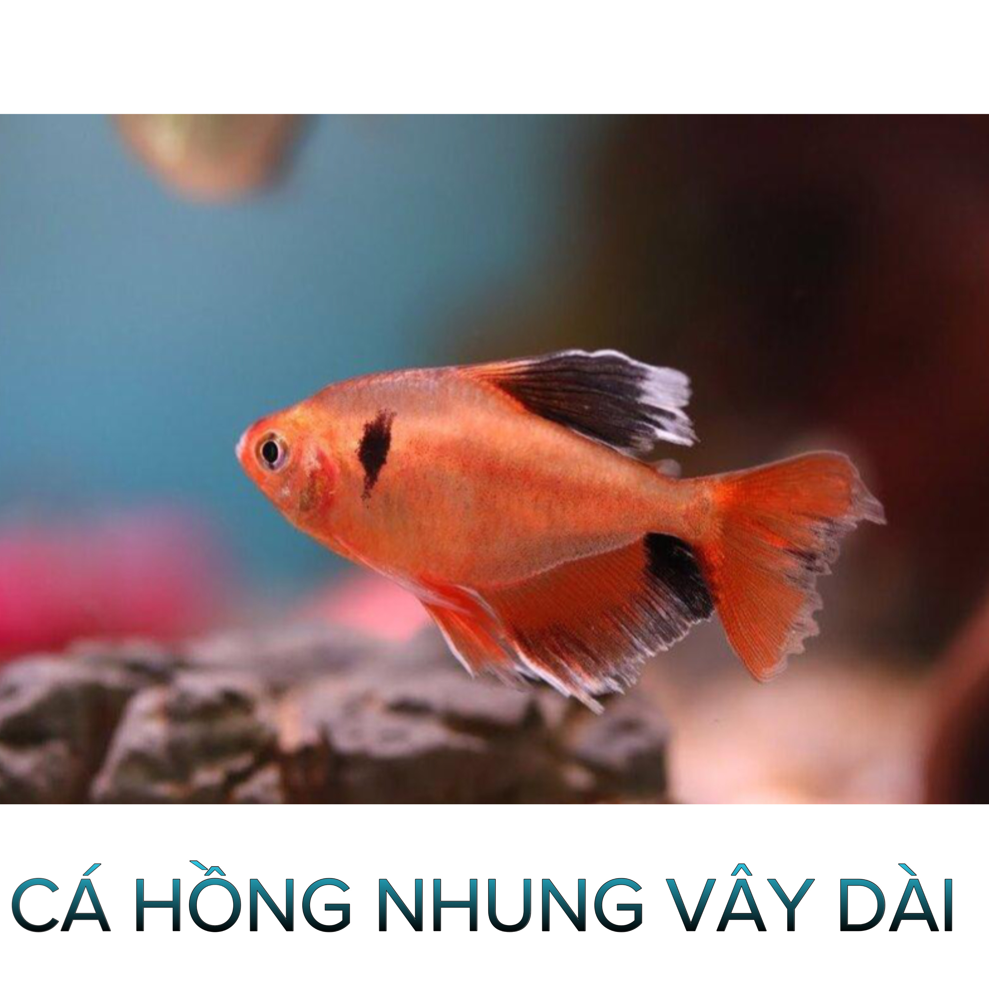 Cá Hồng Nhung Thường, Vây Dài- Cá Thủy Sinh- Cá Cảnh Thiên Phước