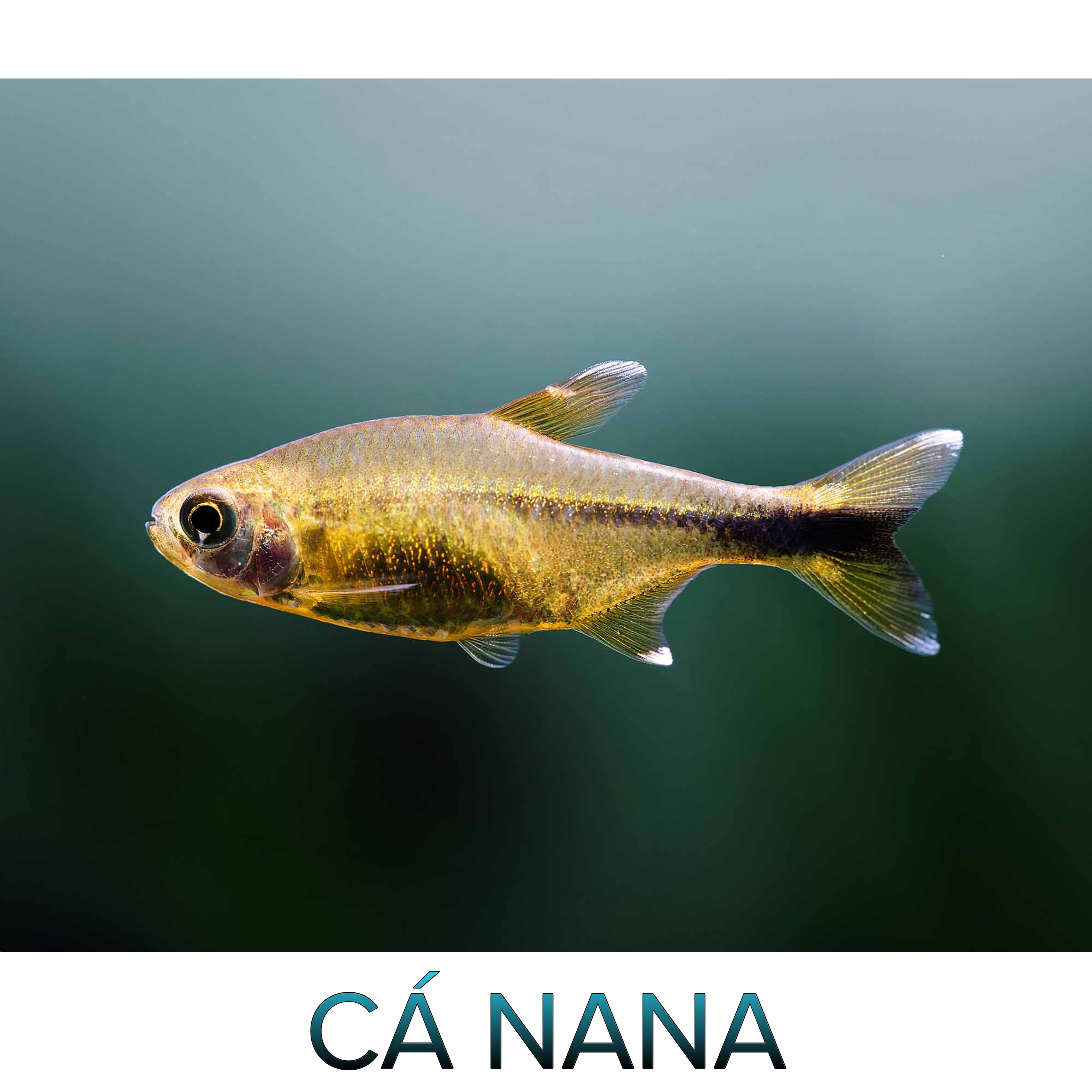 Cá Nana- Cá Thủy Sinh- Cá Cảnh Thiên Phước