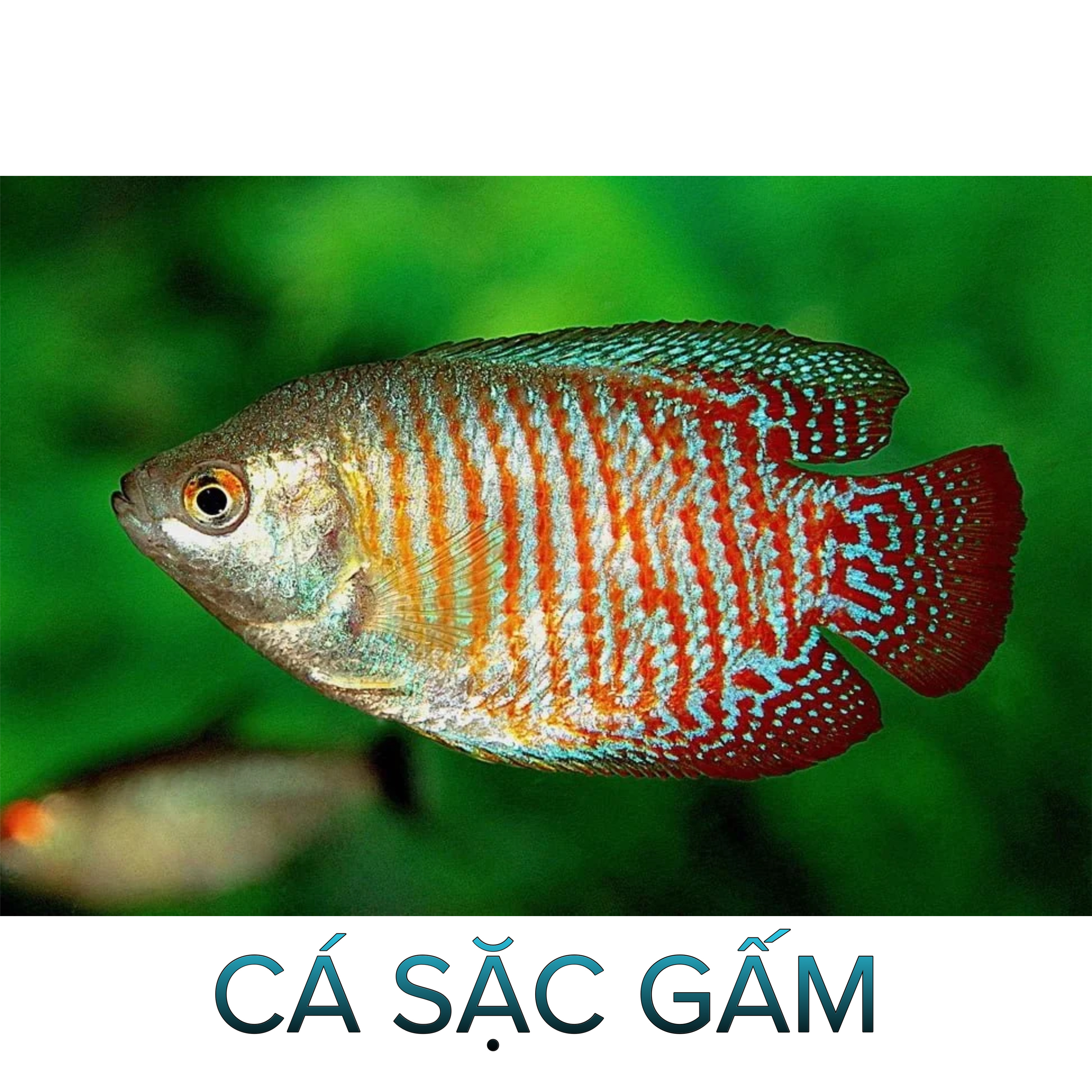 Cá Sặc Gấm- Cá Thủy Sinh- Cá Cảnh Thiên Phước