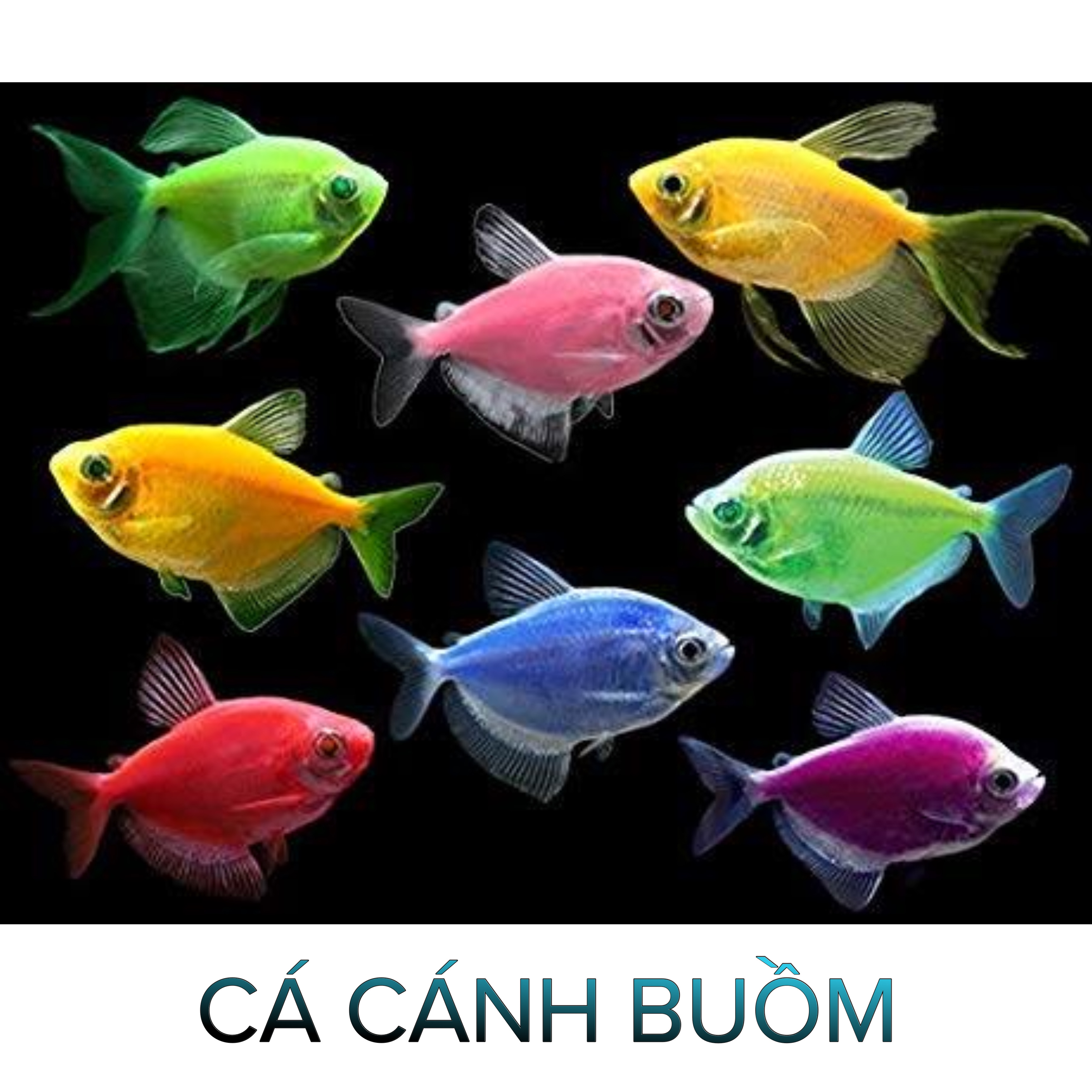 Cá Cảnh Buồm Nhiều Màu- Cá Thủy Sinh- Cá Cảnh Thiên Phước