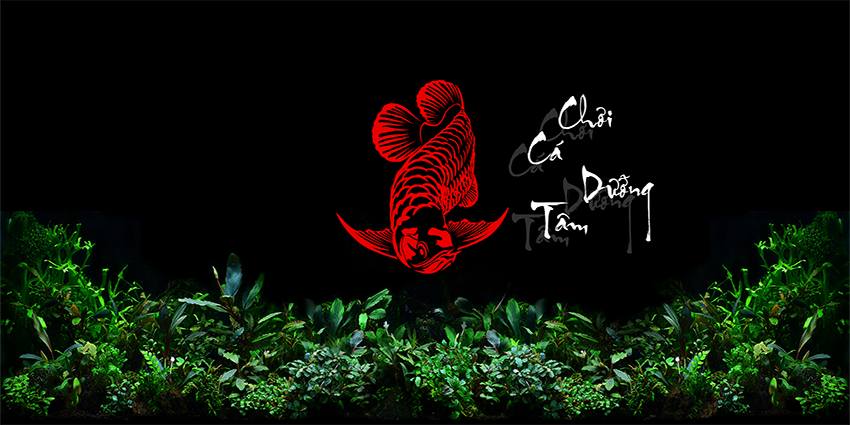 Nền Đen -Tranh 3D  Dán Hồ Cá - Decal Dán Hồ- Cá Cảnh Thiên Phước