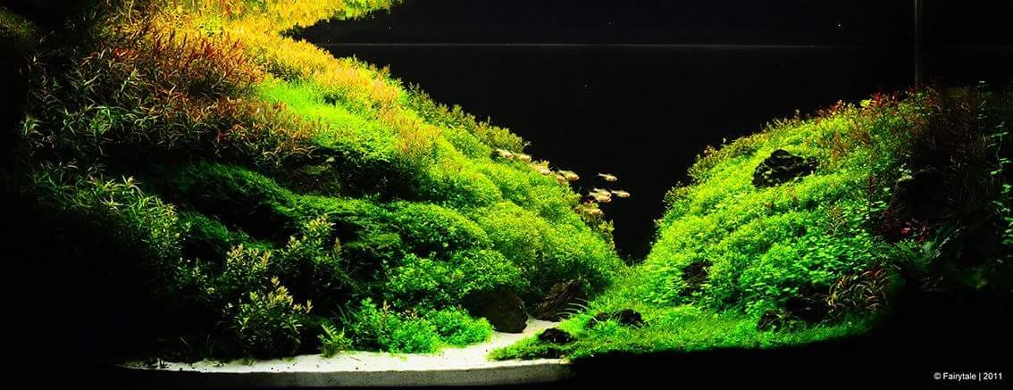 Nền Đen -Tranh 3D  Dán Hồ Cá - Decal Dán Hồ- Cá Cảnh Thiên Phước