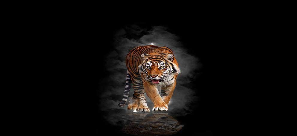 Tranh Con Hổ - Ngựa - Công-Tranh 3D  Dán Hồ Cá - Decal Dán Hồ- Cá Cảnh Thiên Phước