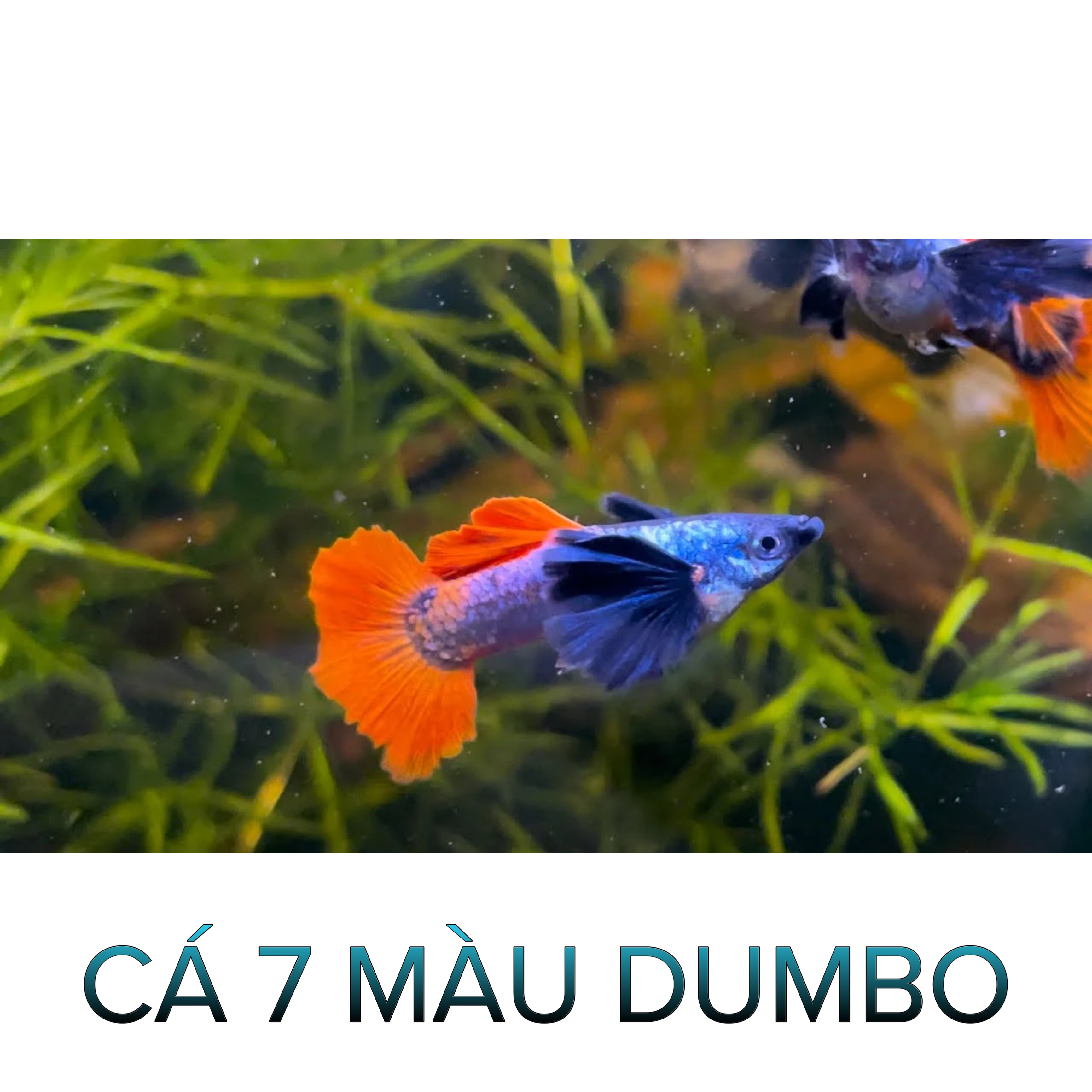 Cá 7 Màu Dumbo- Cá Thủy Sinh- Cá Cảnh Thiên Phước