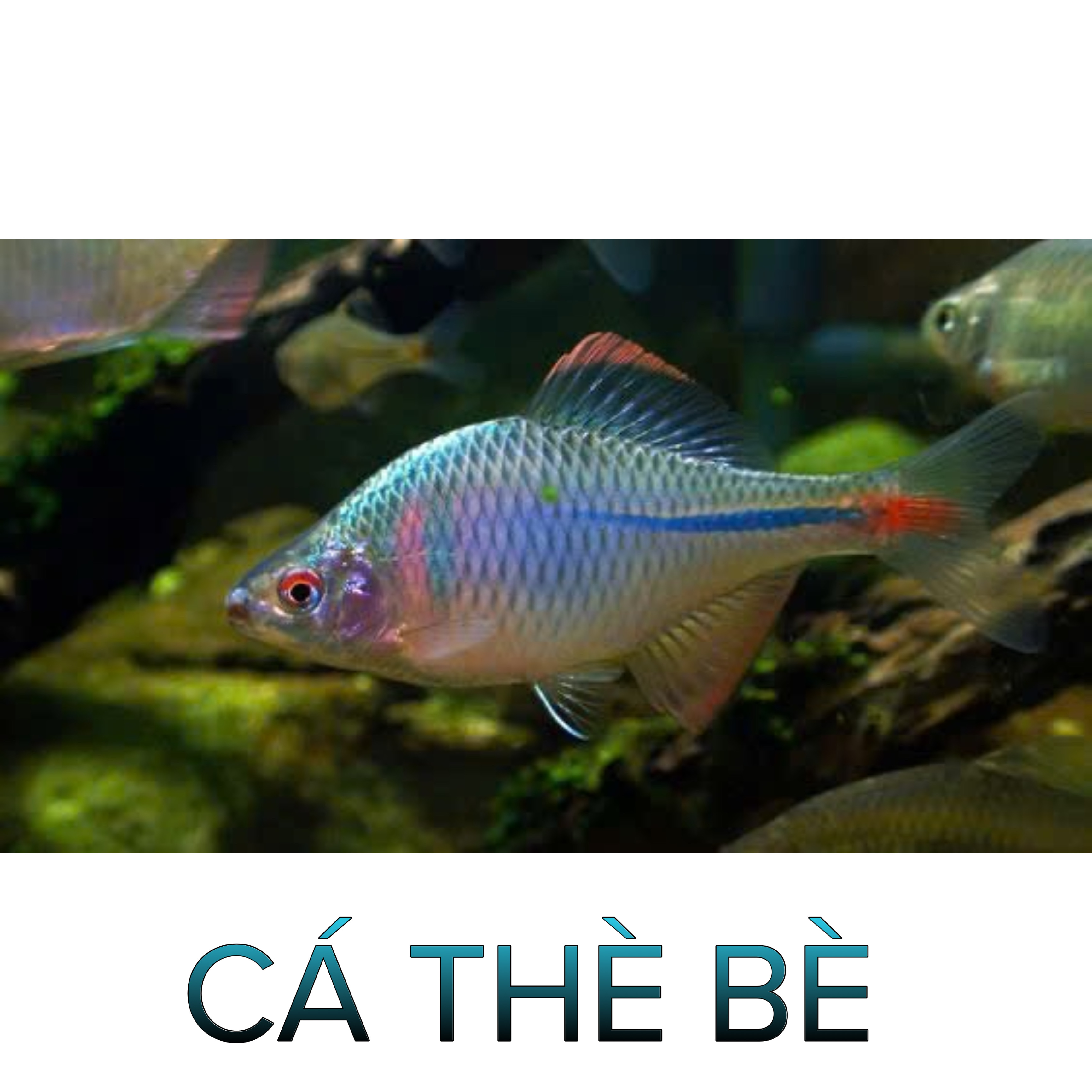 Cá Thè Bè-Cá Thủy Sinh- Cá Cảnh Thiên Phước