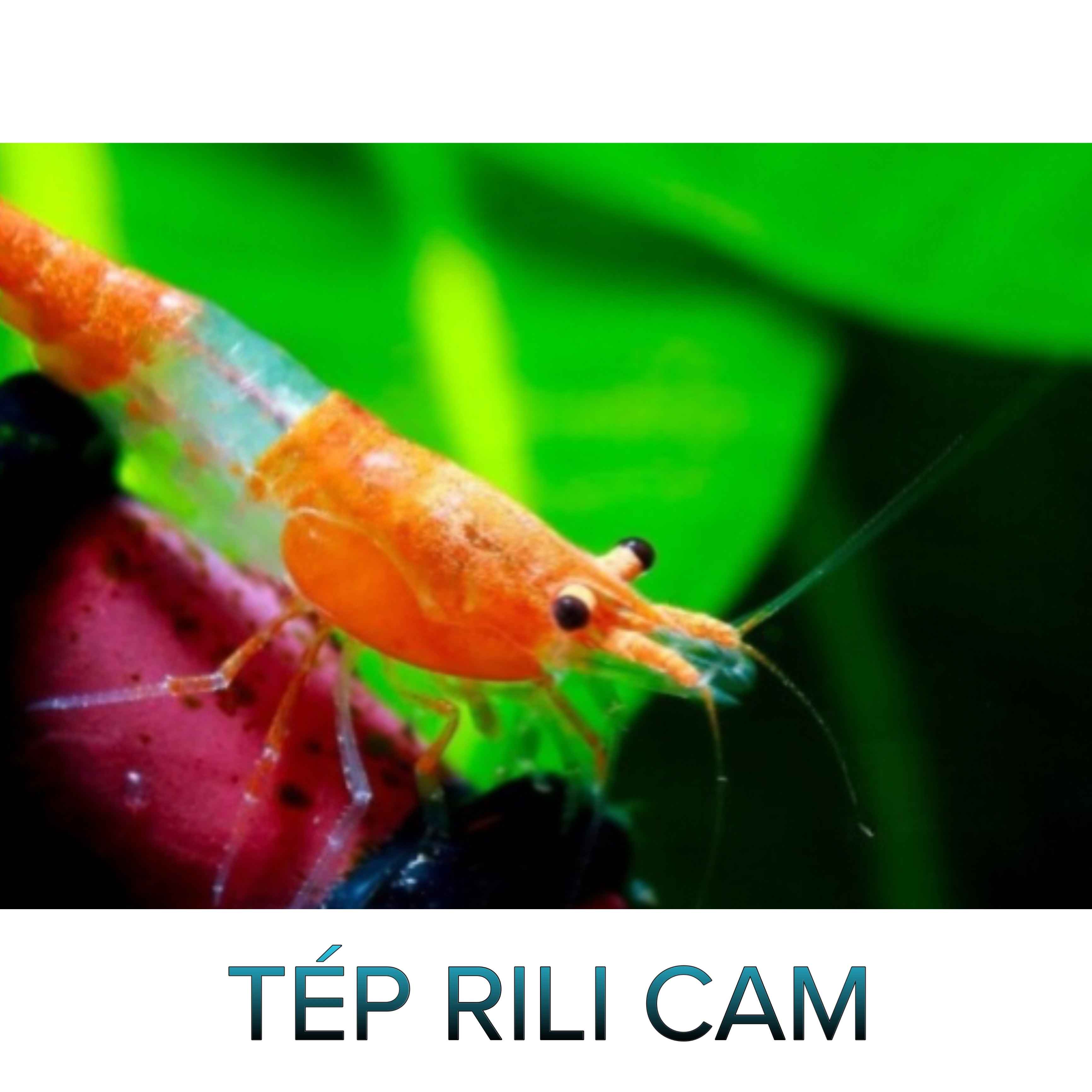 Tép Rili Cam- Orange Rili Shrimp- Tép Thủy Sinh- Cá Cảnh Thiên Phước