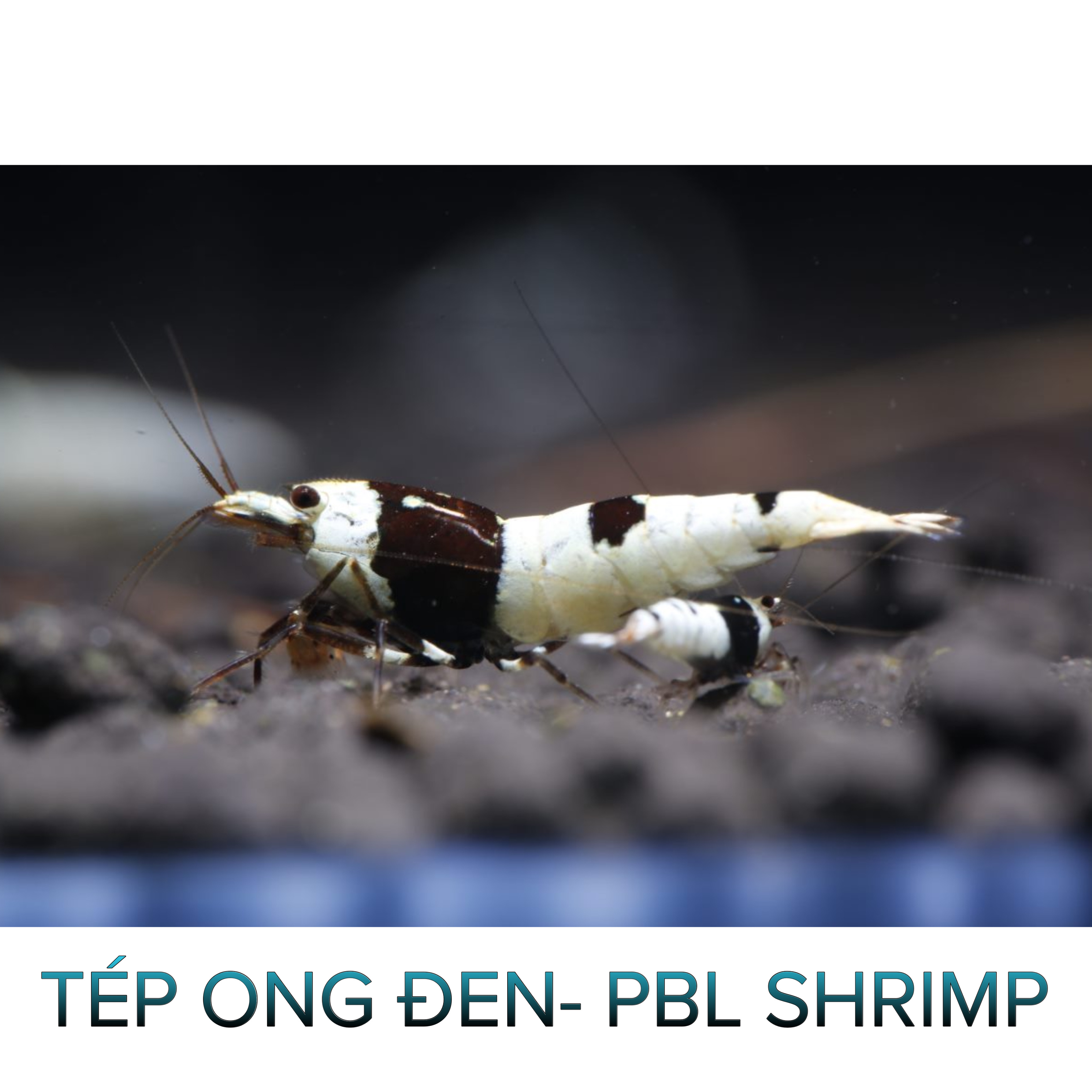 Tép Pure Black Line- Pbl- Tép Thủy Sinh- Cá Cảnh Thiên Phước