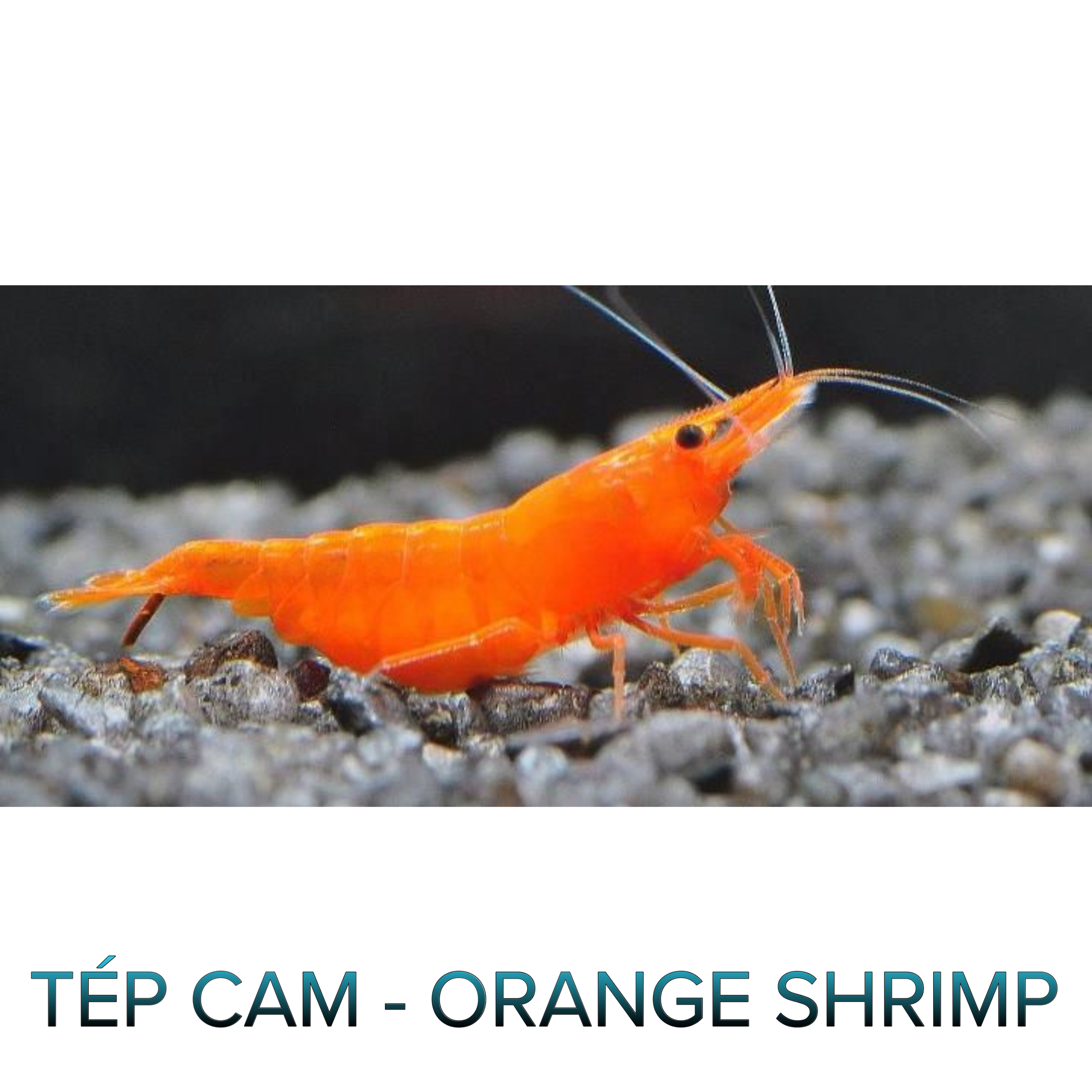 Tép Cam- Orange Shrimp- Tép Thủy Sinh- Cá Cảnh Thiên Phước