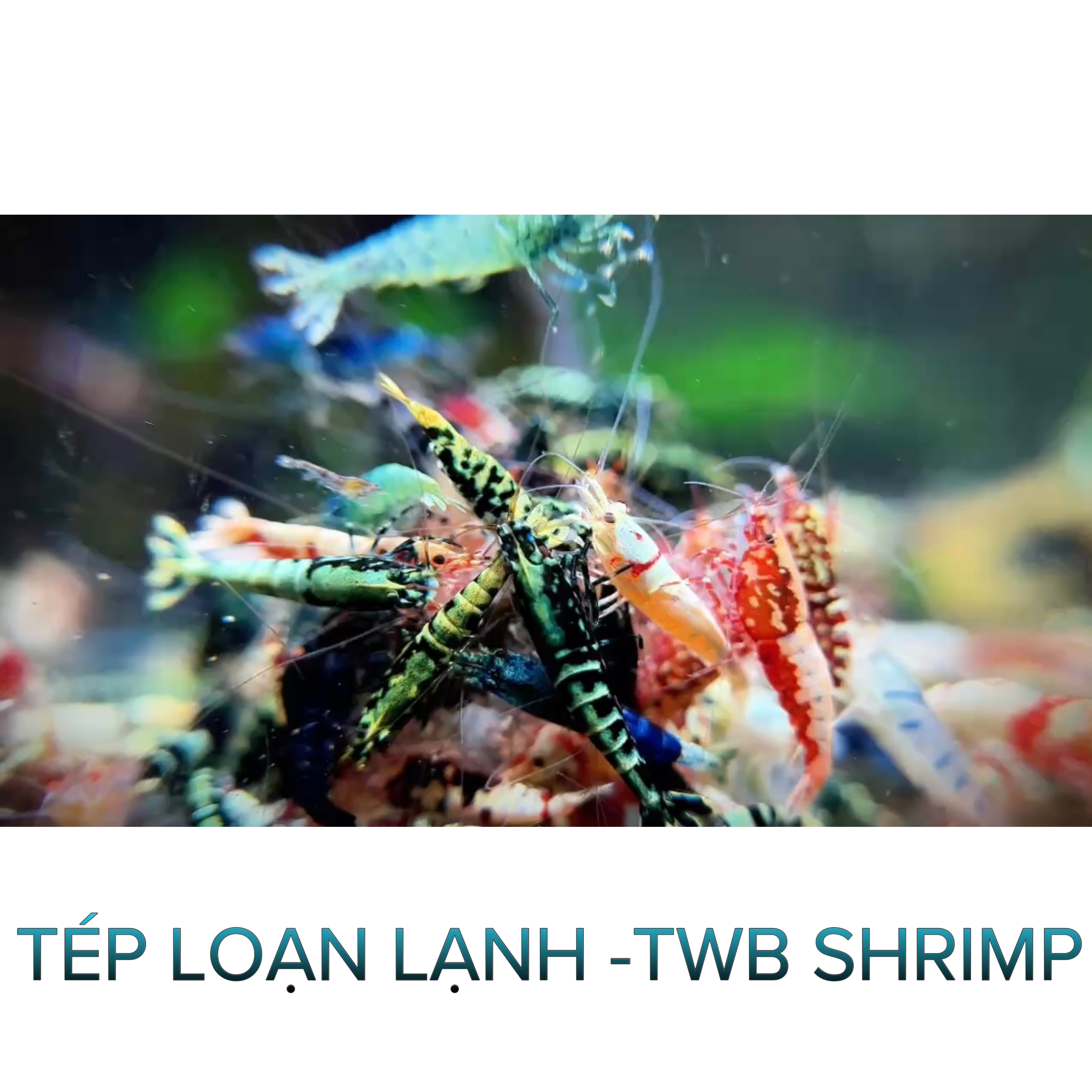 Tép Loạn Lạnh -Twb- Tép Thủy Sinh - Cá Cảnh Thiên Phước