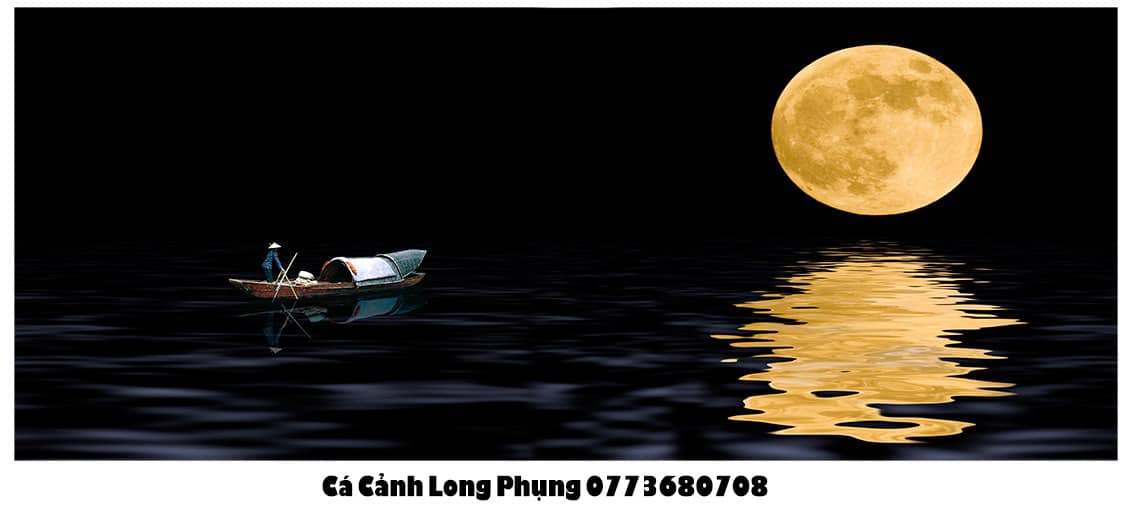 Nền Đen -Tranh 3D  Dán Hồ Cá - Decal Dán Hồ- Cá Cảnh Thiên Phước