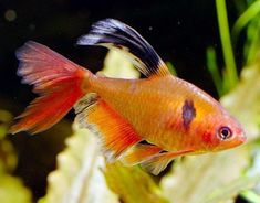Cá Hồng Nhung Thường, Vây Dài- Cá Thủy Sinh- Cá Cảnh Thiên Phước