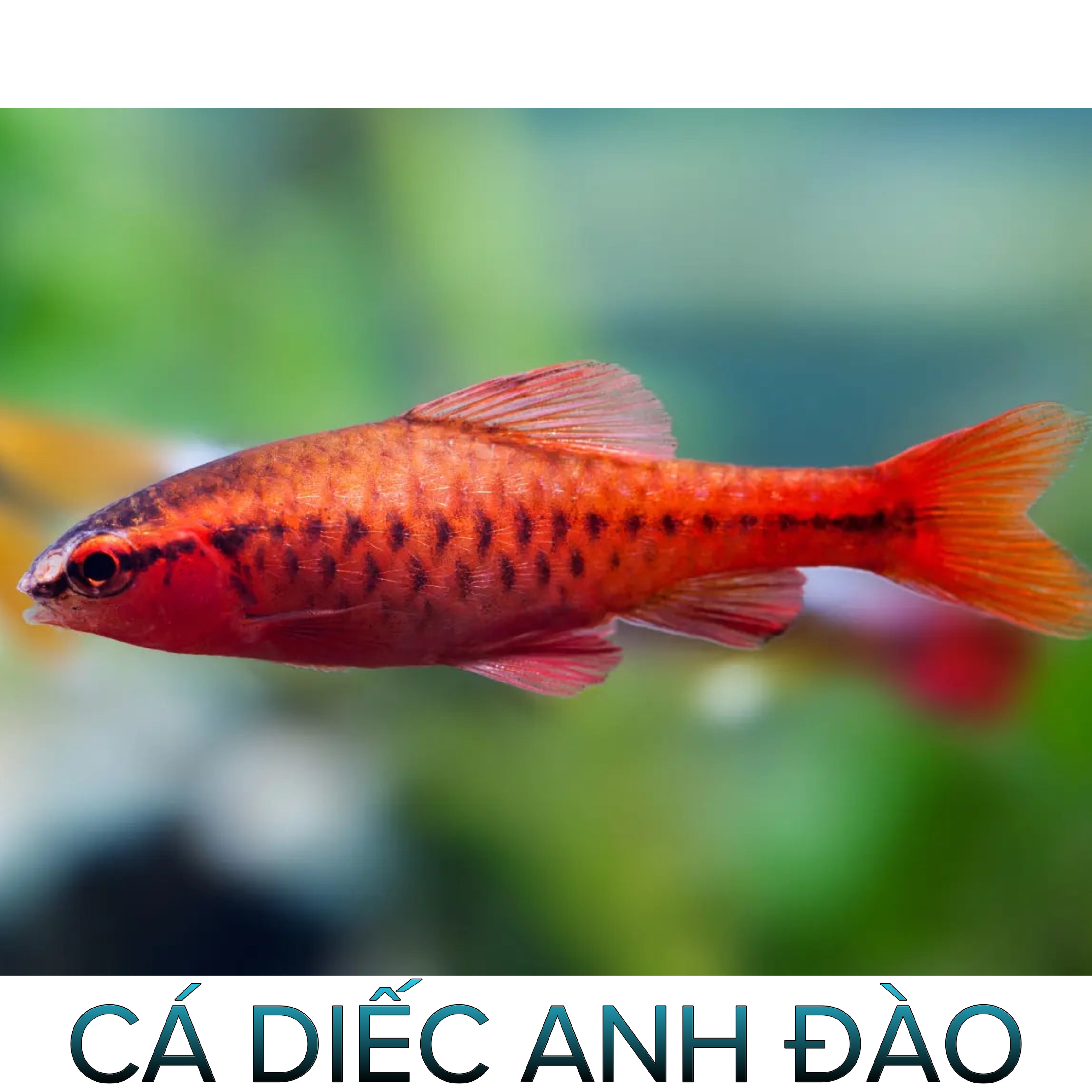 Cá Diếc Anh Đào Siêu Đỏ- Vây Dài- Cá Cảnh Thiên Phước