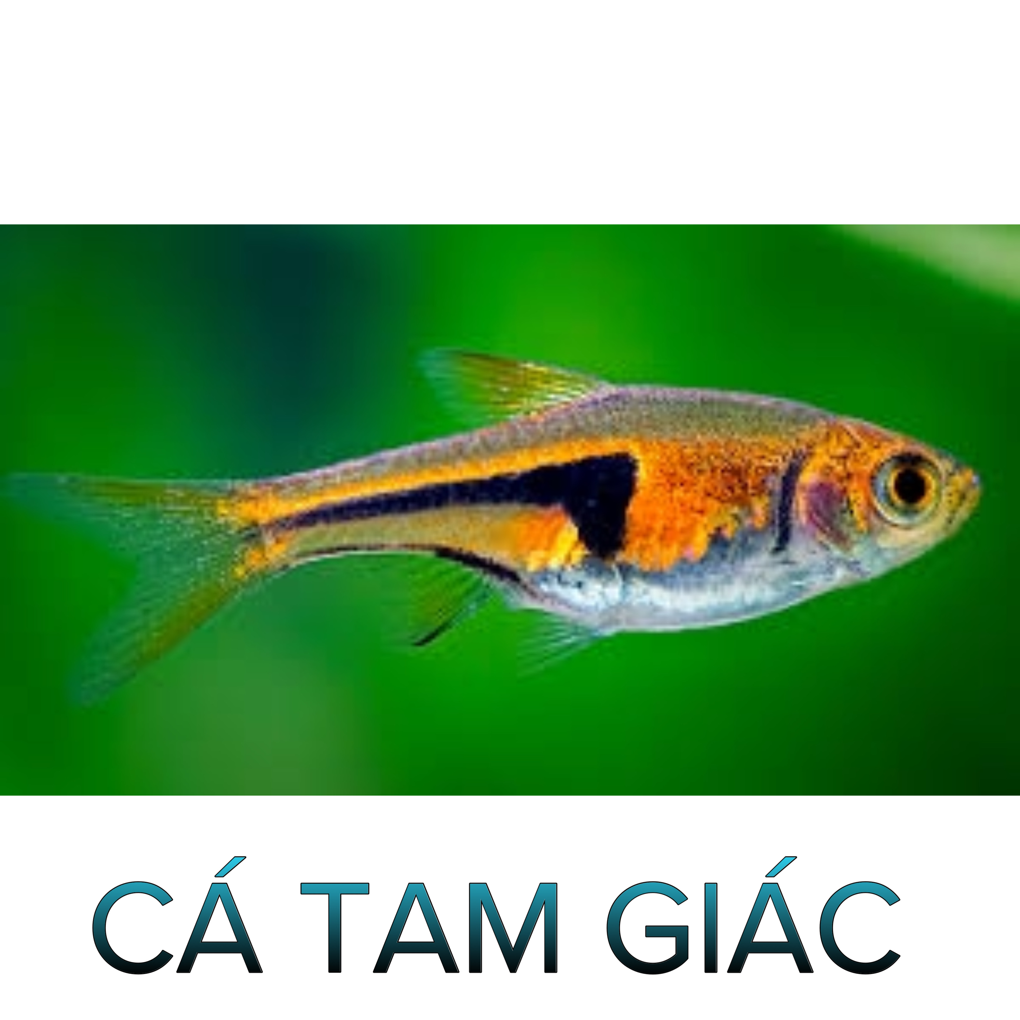 Cá Tam Giác- Cá Thủy Sinh- Cá Cảnh Thiên Phước