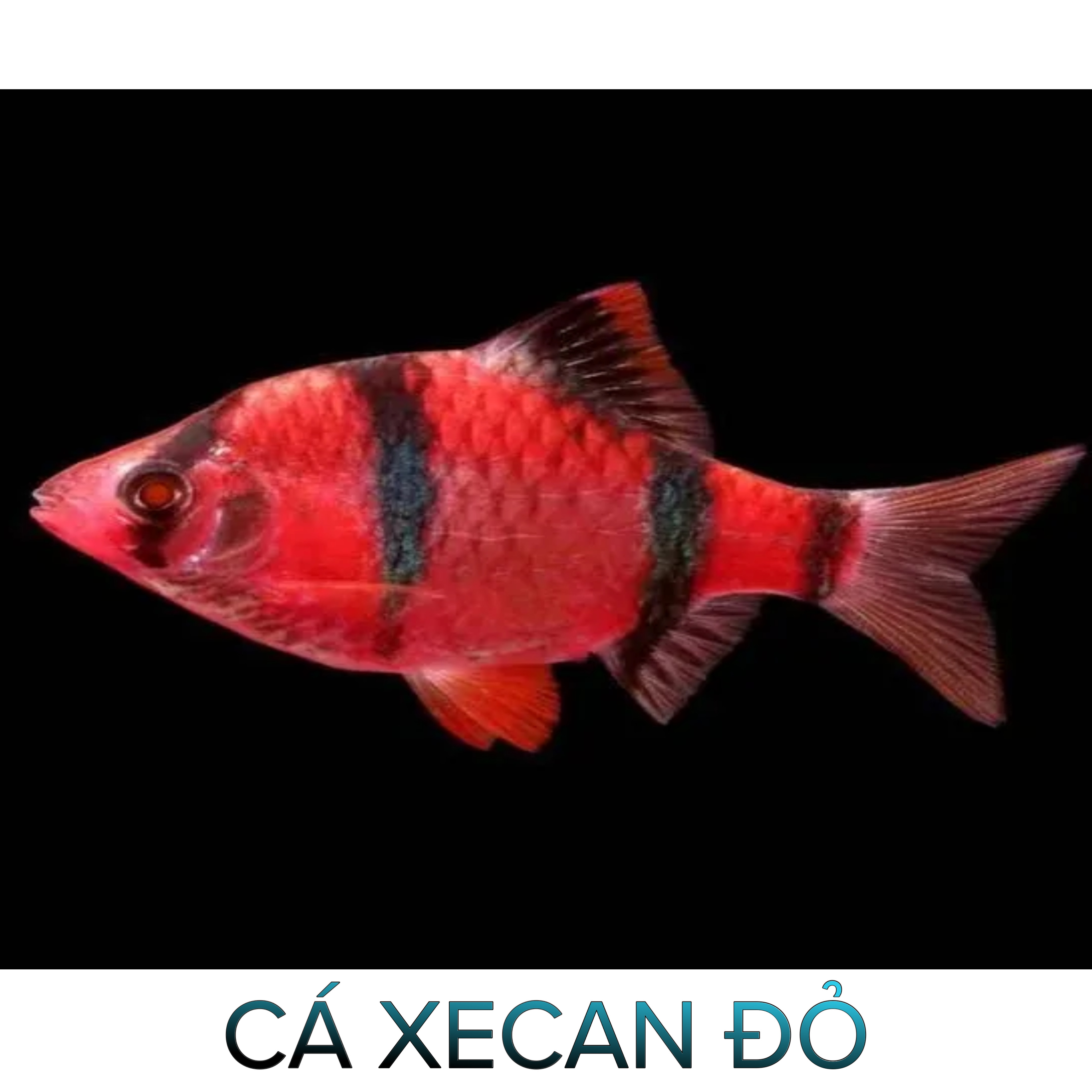 Cá Xecan Thường, Short- Cá Thủy Sinh- Cá Cảnh Thiên Phước