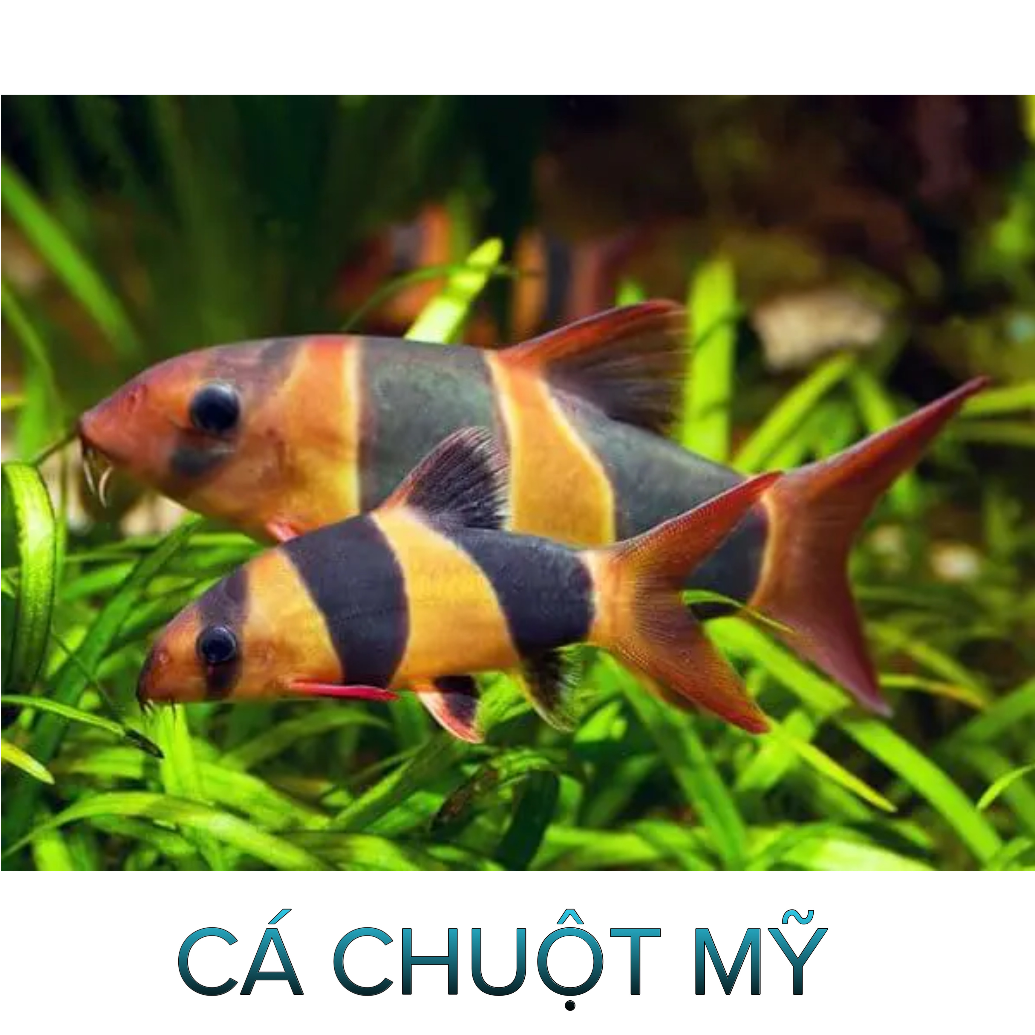 Cá Chuột Mỹ Size 6-7-Cá Thủy Sinh- Cá Cảnh Thiên Phước