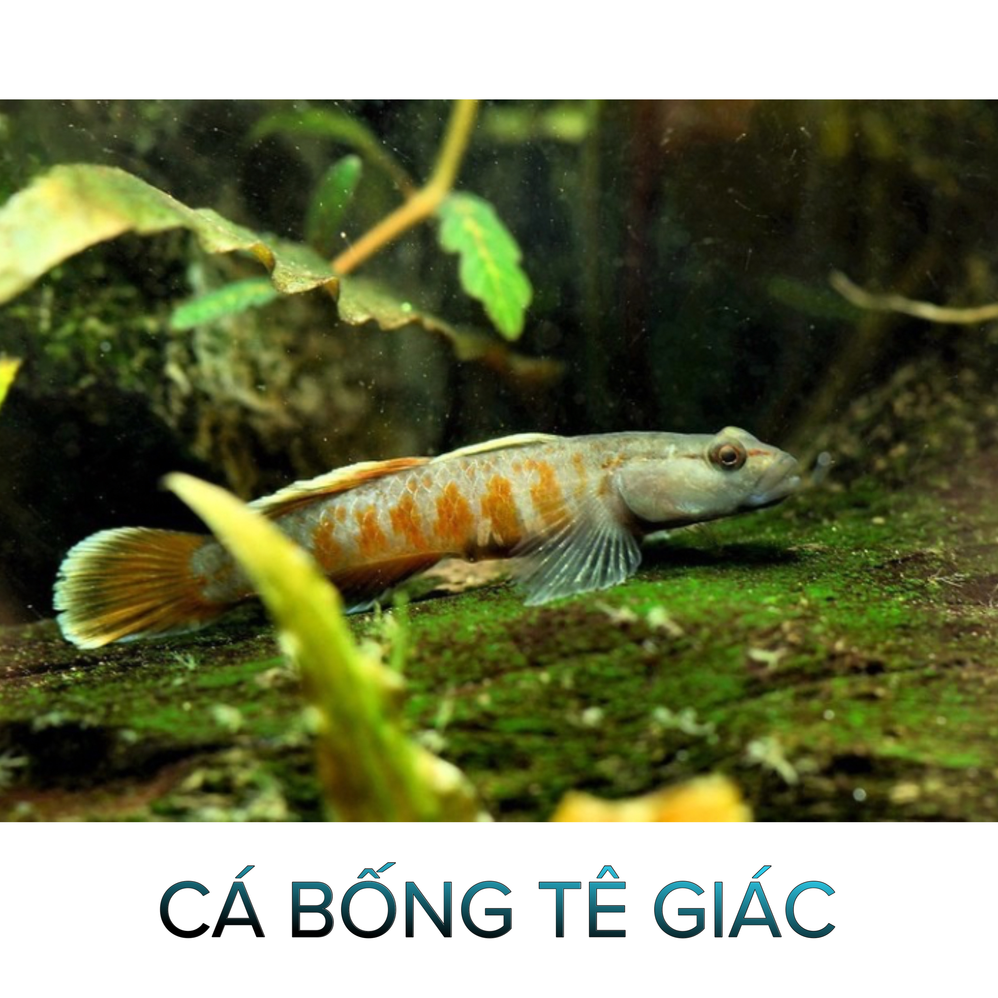 Cá Bông Tê Giác- Cá Thủy Sinh- Cá Cảnh Thiên Phước