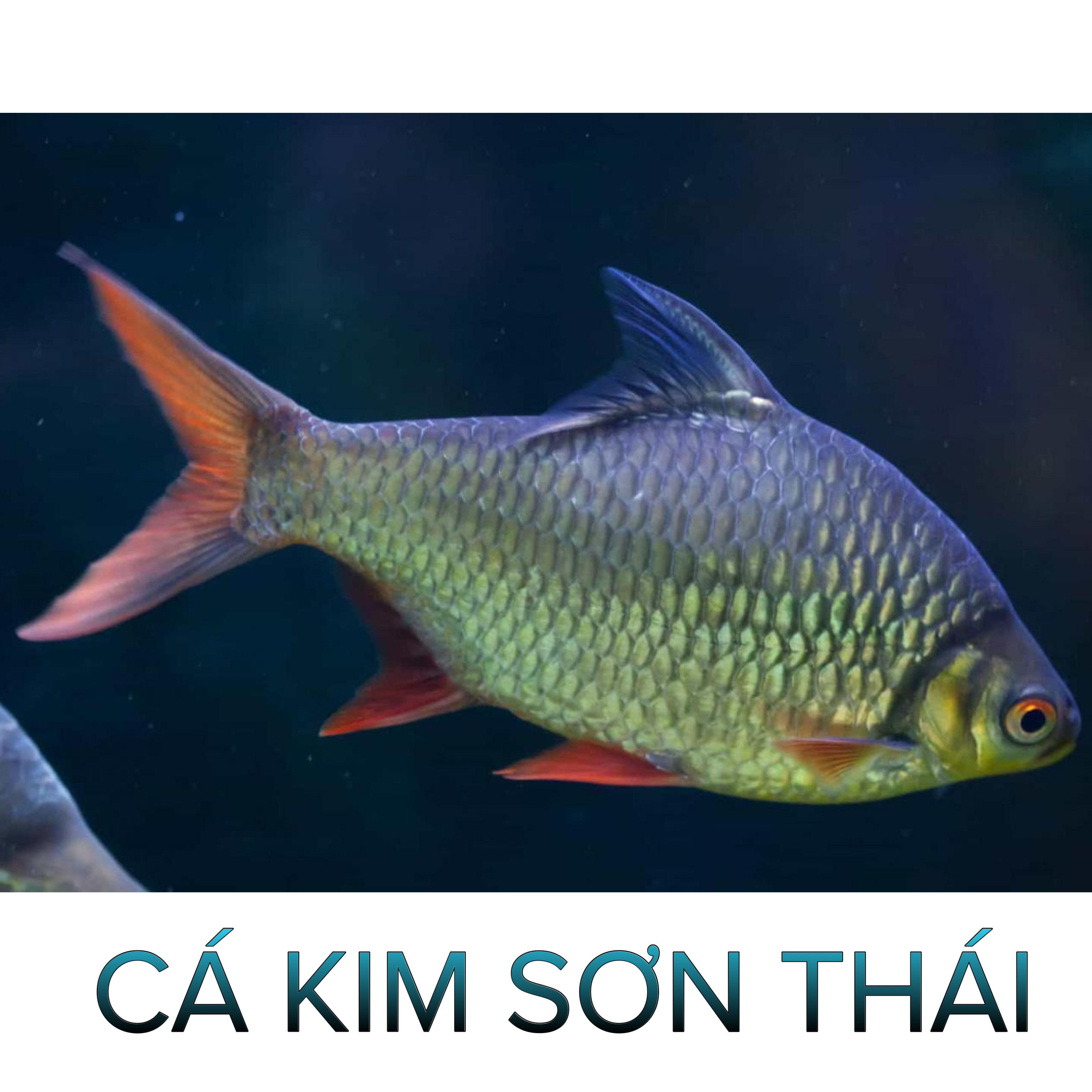 Cá Kim Sơn Thái - Cá Dọn Hồ- Cá Cảnh Thiên Phước