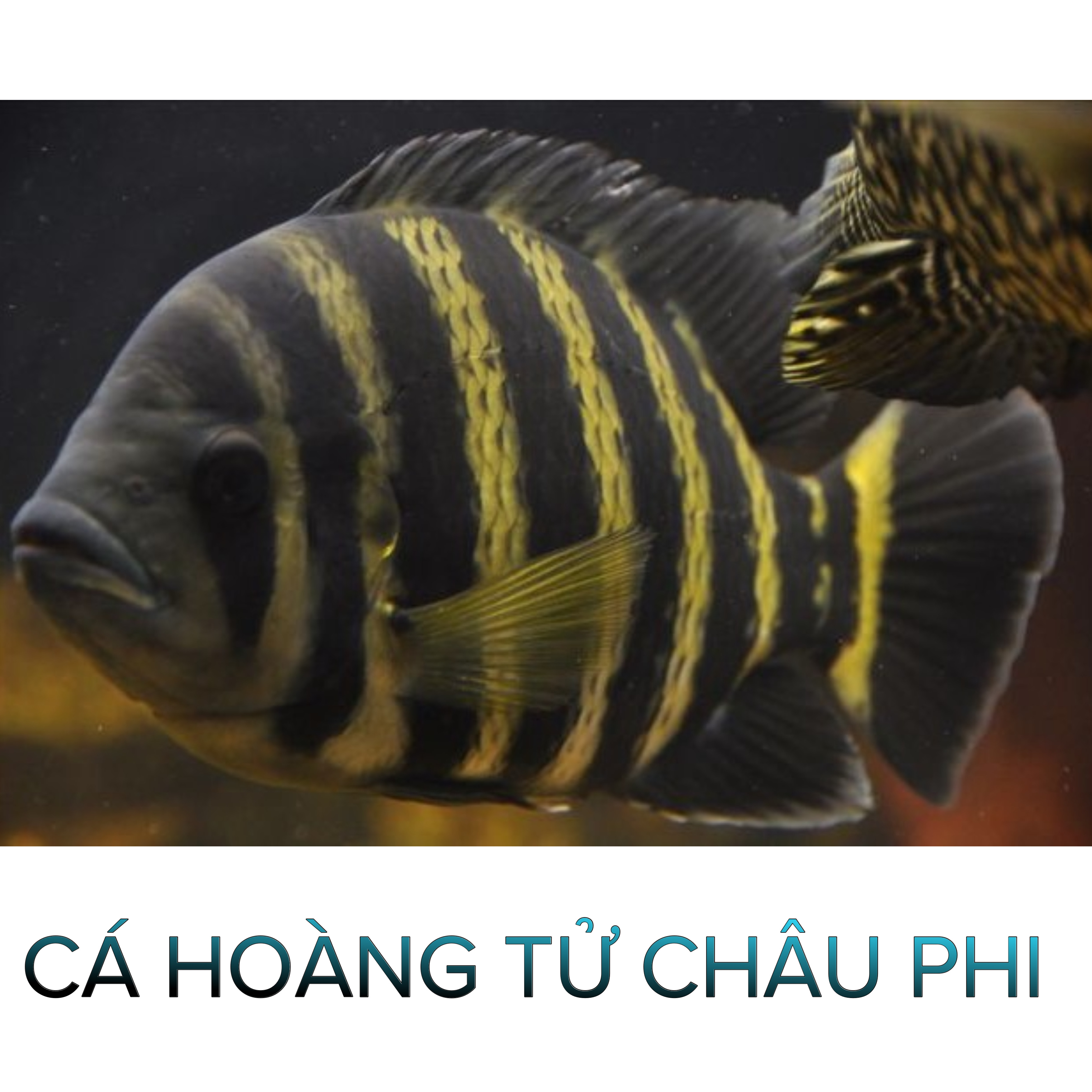 Cá Hoàng Tử Châu Phi - Cá Săn Mồi - Cá Cảnh Thiên Phước