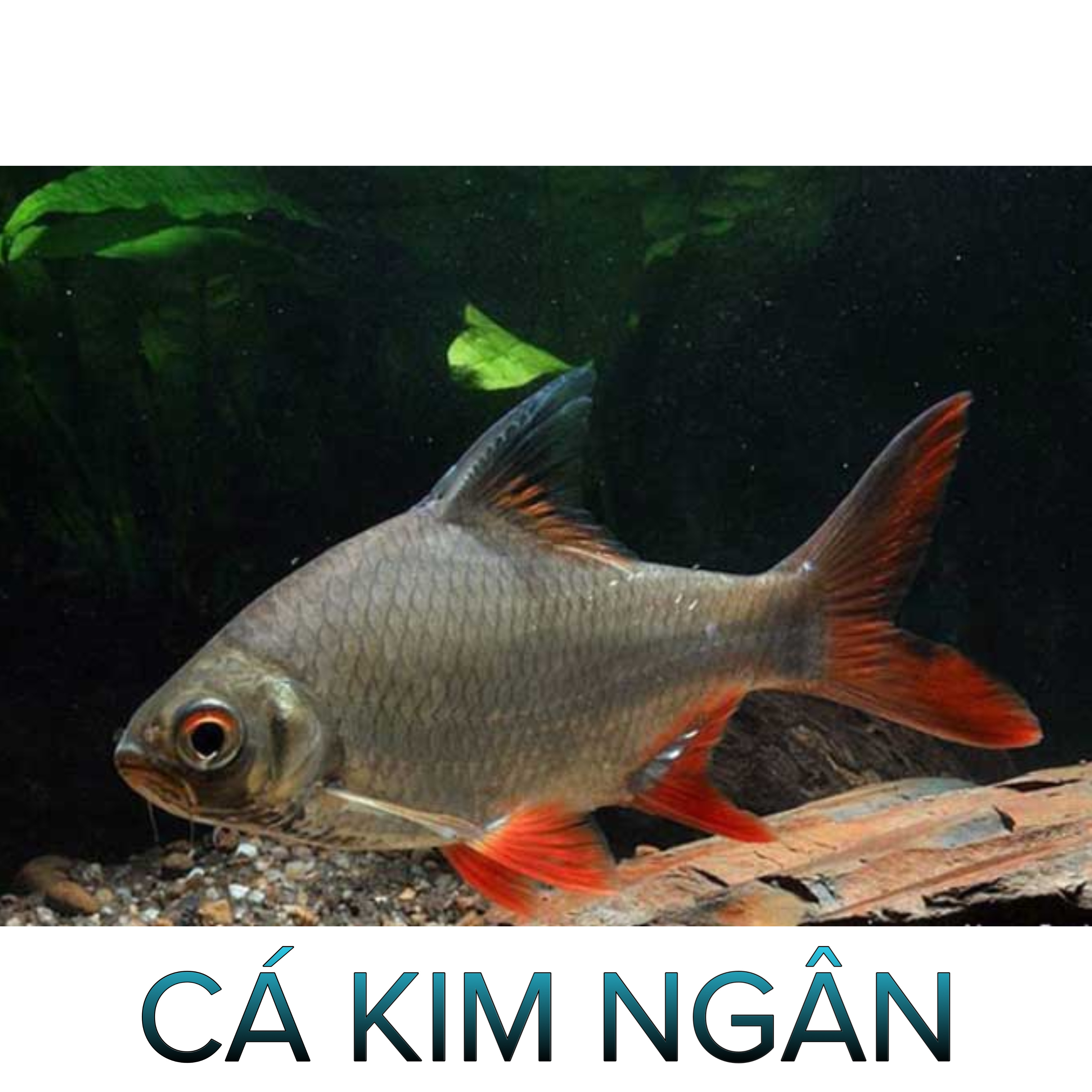Cá Kim Ngân - Cá Thủy Sinh- Cá Cảnh Thiên Phước