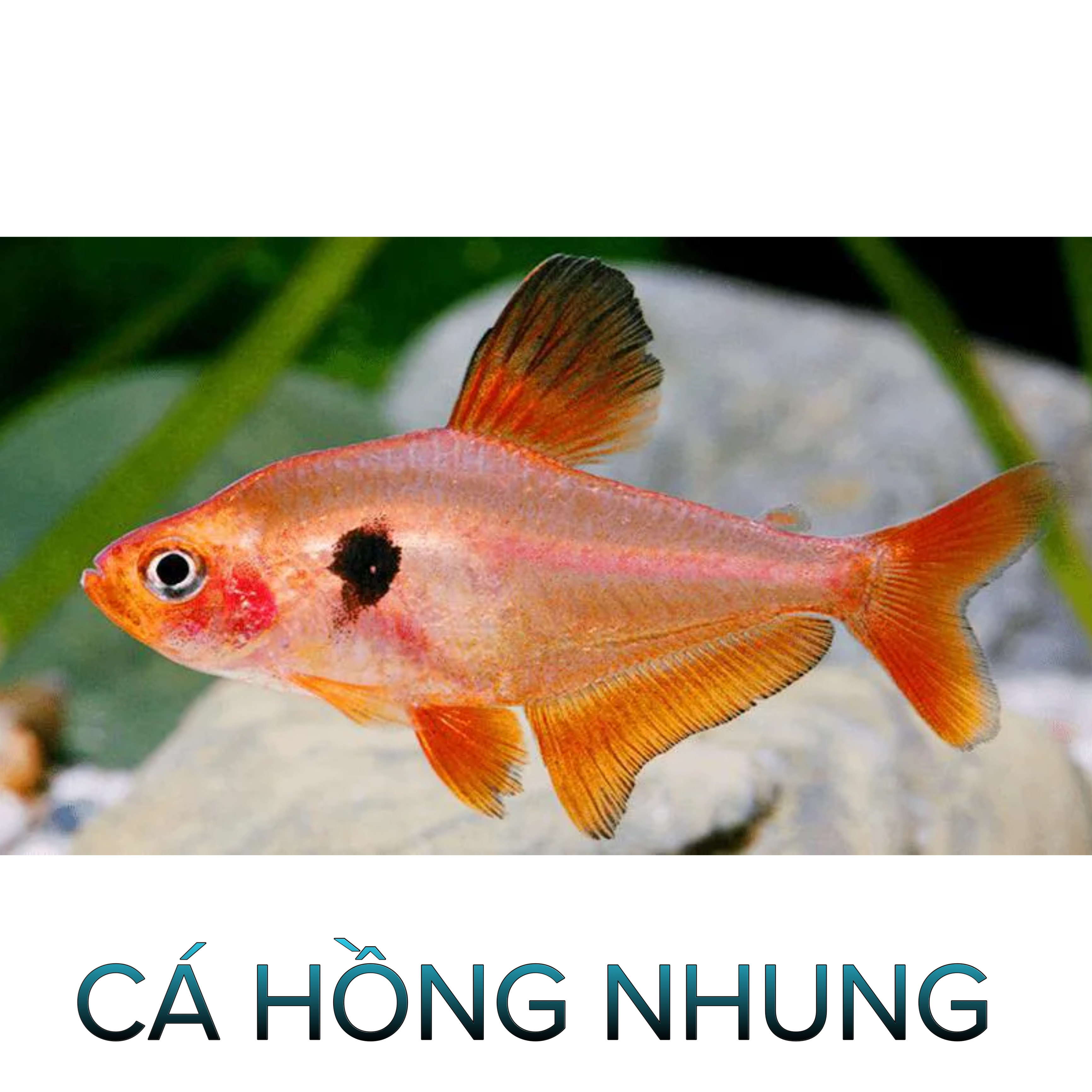 Cá Hồng Nhung Thường, Vây Dài- Cá Thủy Sinh- Cá Cảnh Thiên Phước