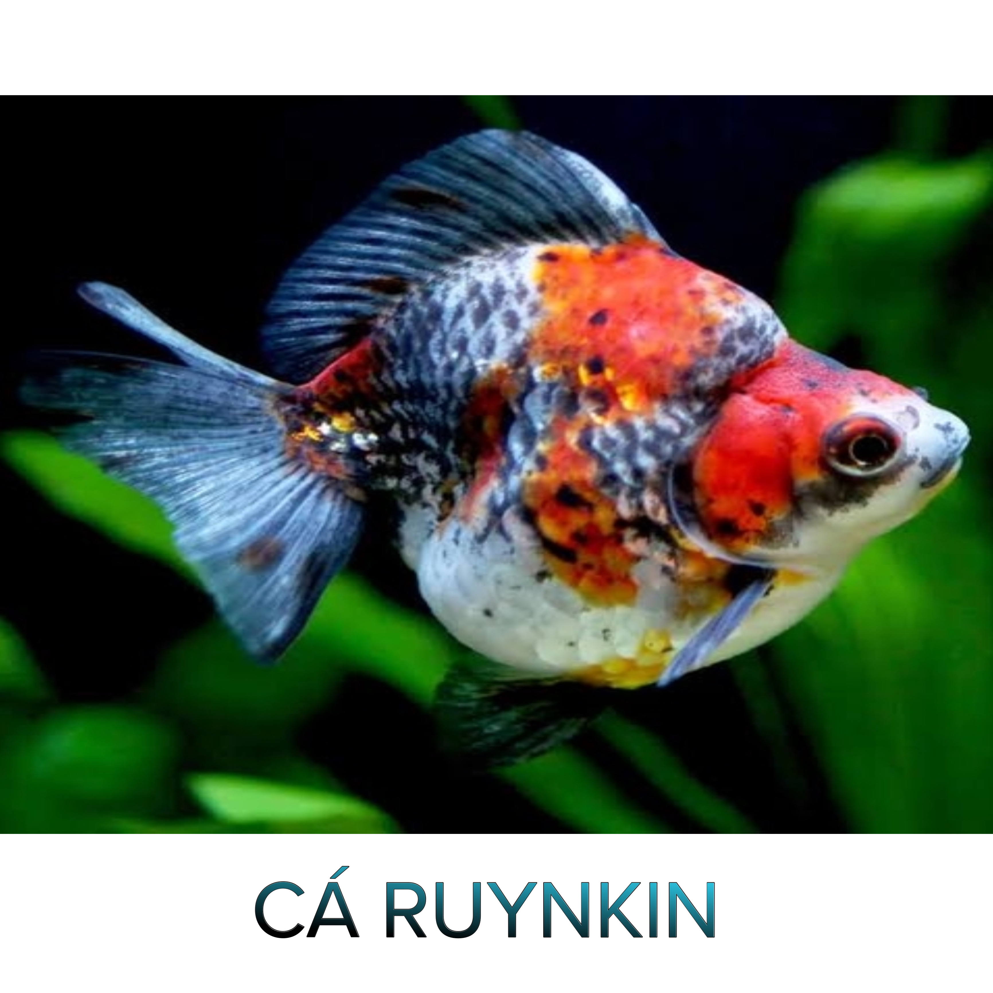 Cá Ryunkin- Cá Thủy Sinh- Cá Cảnh Thiên Phước