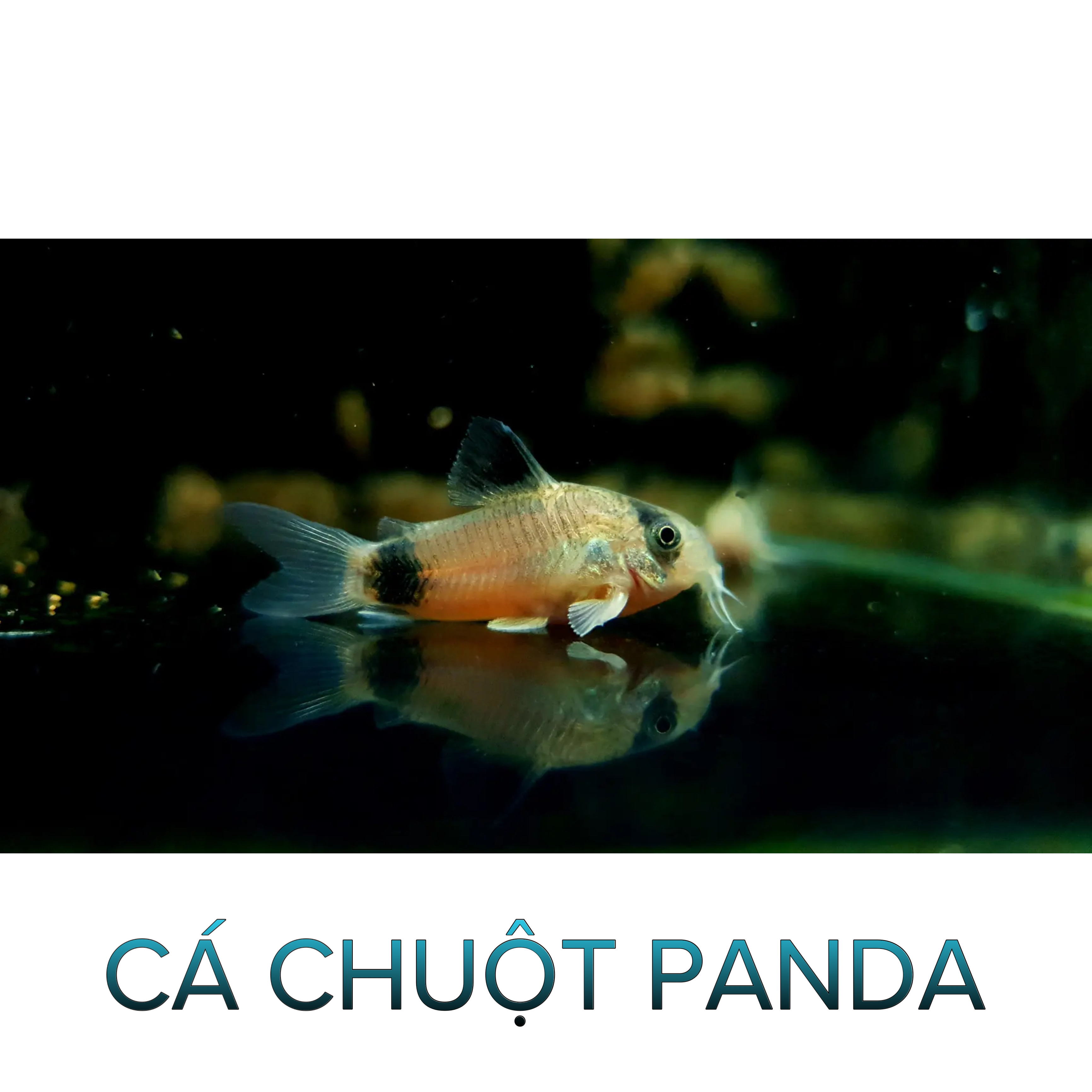 Cá Chuột Panda- Cá Dọn Bể- Cá Thủy Sinh- Cá Cảnh Thiên Phước