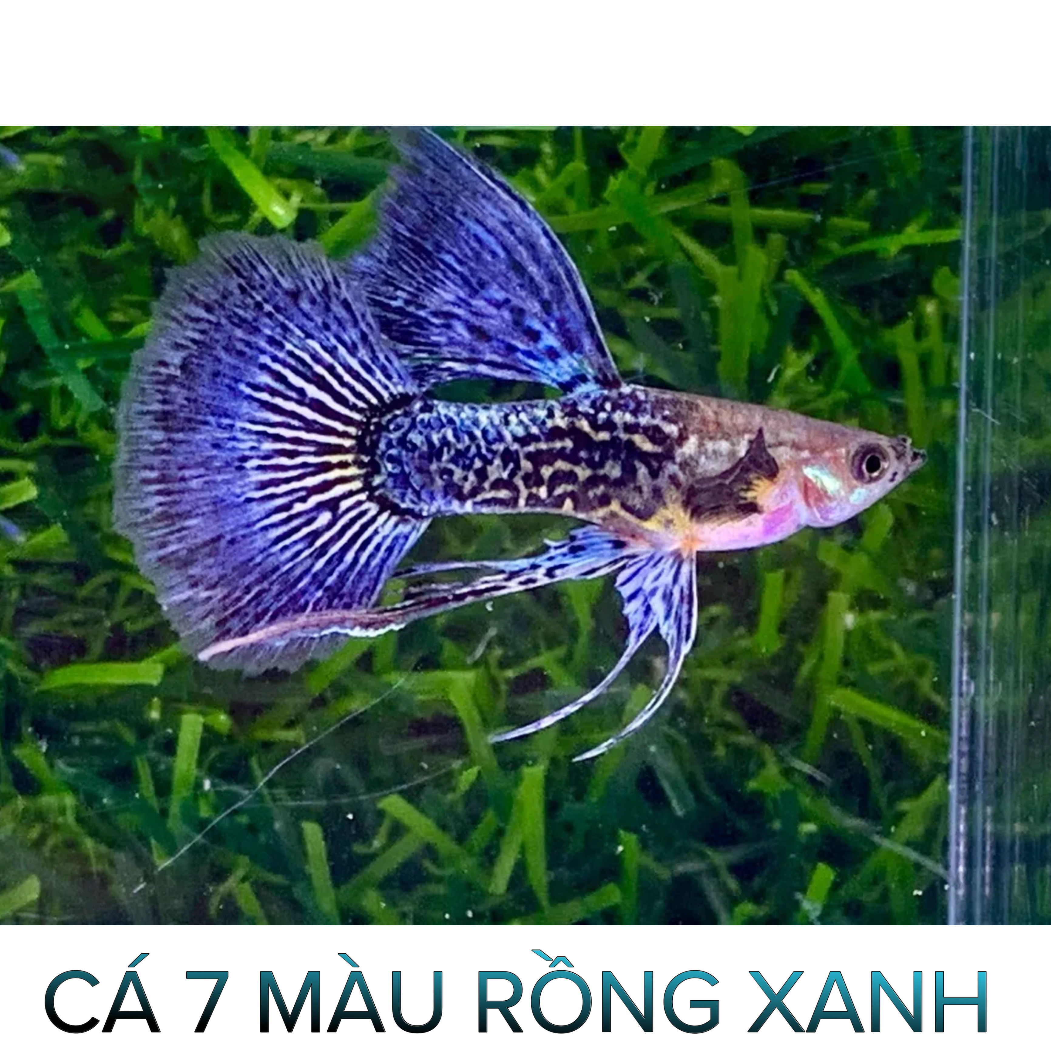 Cá 7 Màu Rồng Xanh- Cá Thủy Sinh- Cá Cảnh Thiên Phước