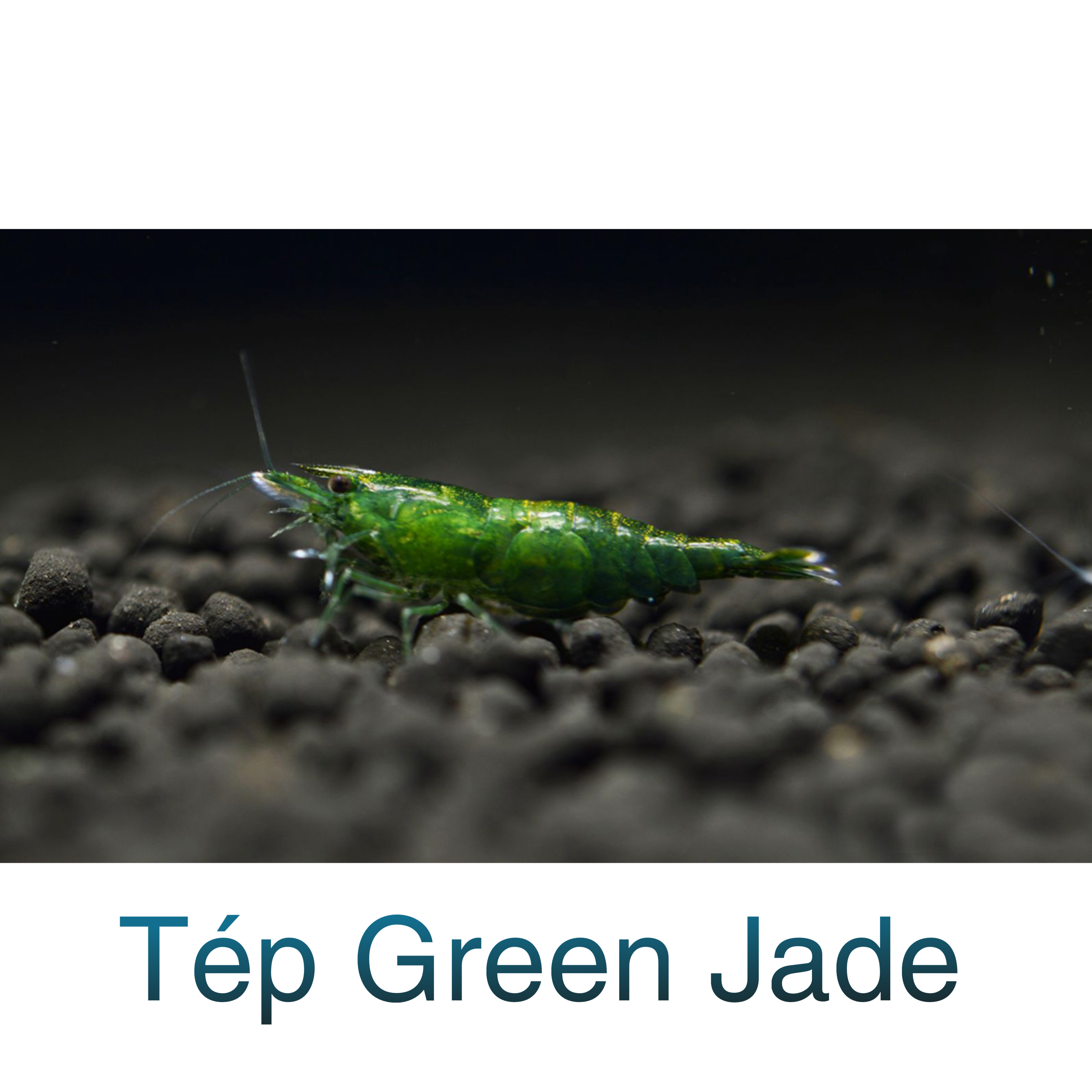 Tép Green Jade- Tép Thuỷ Sinh- Cá Cảnh Thiên Phước