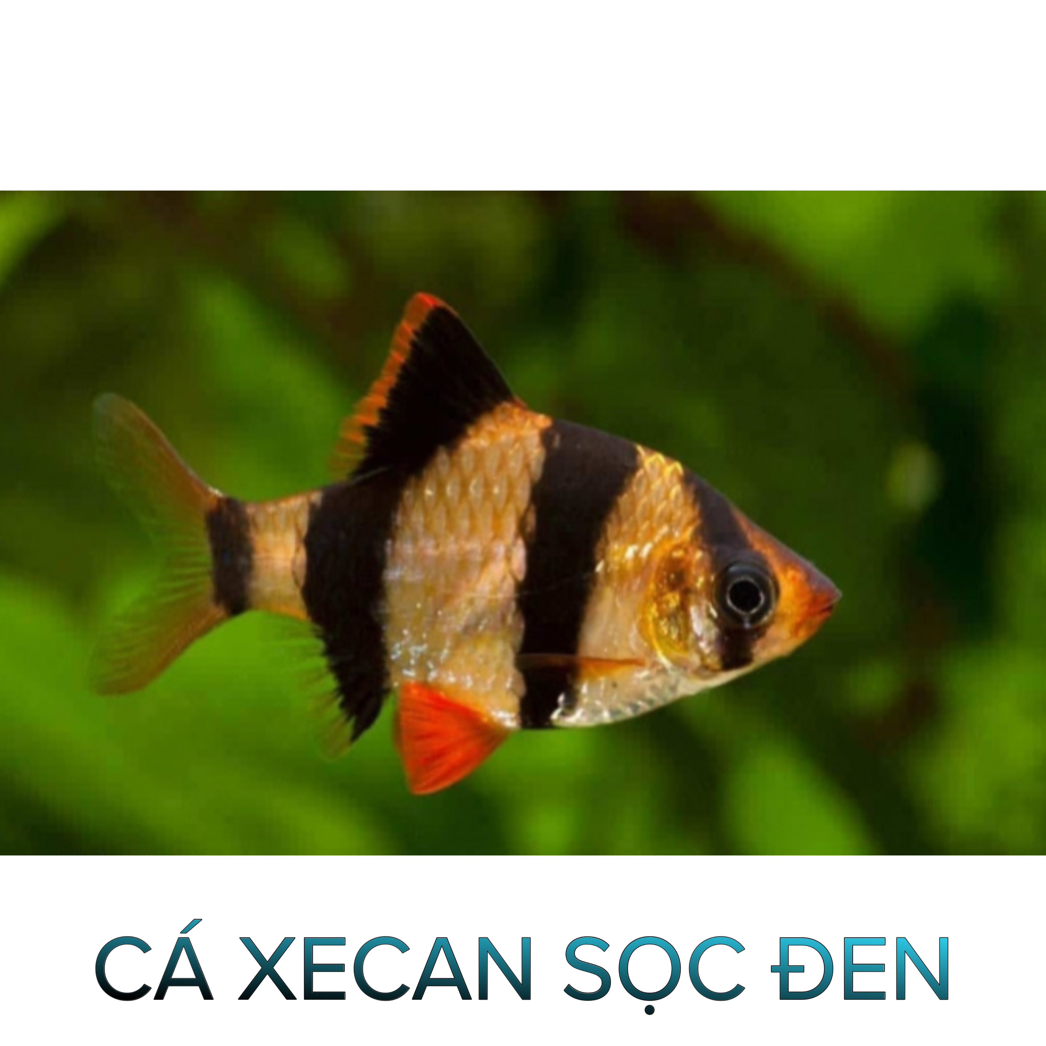 Cá Xecan Thường, Short- Cá Thủy Sinh- Cá Cảnh Thiên Phước