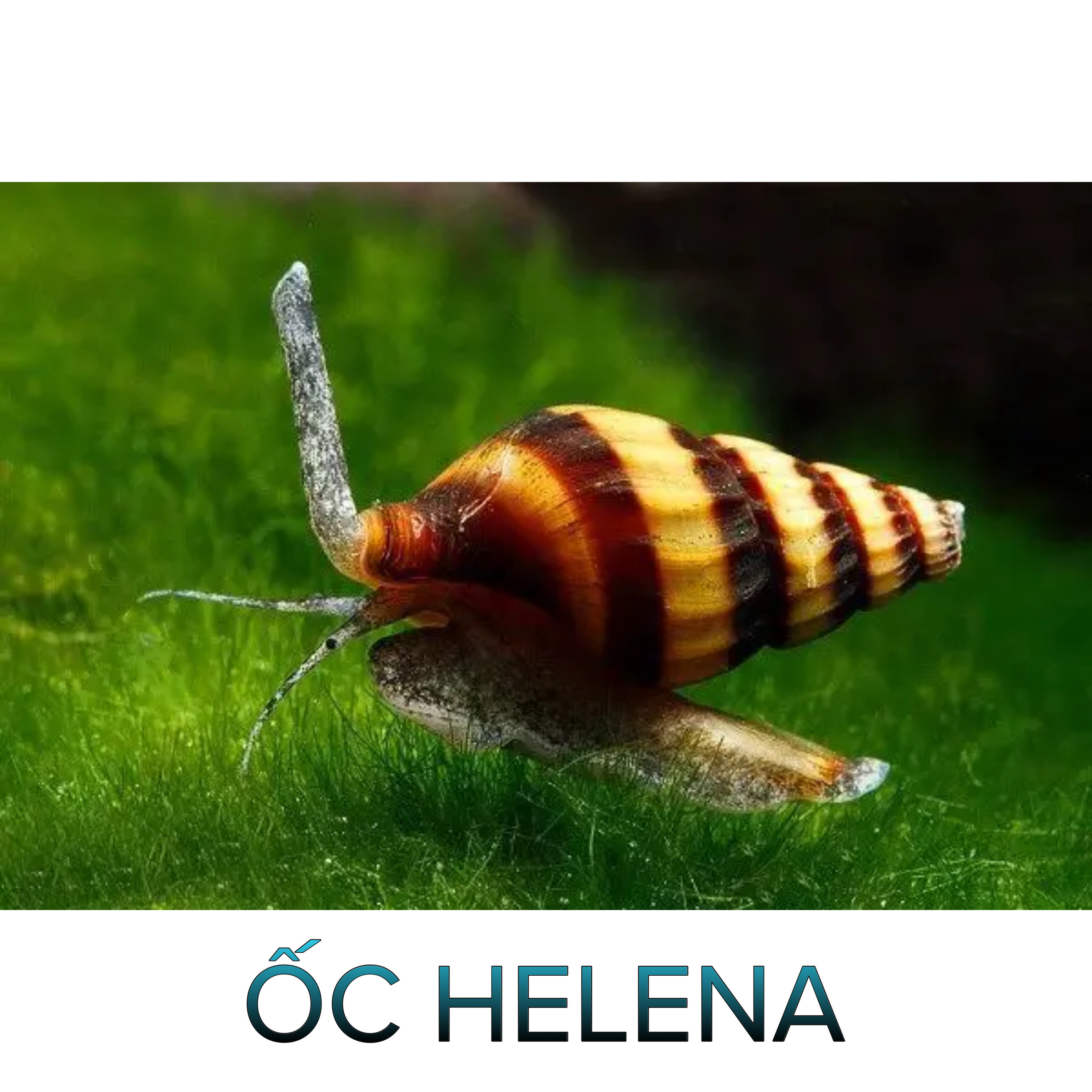 Ốc Helena- Ốc Ăn Ốc- Cá Cảnh Thiên Phước