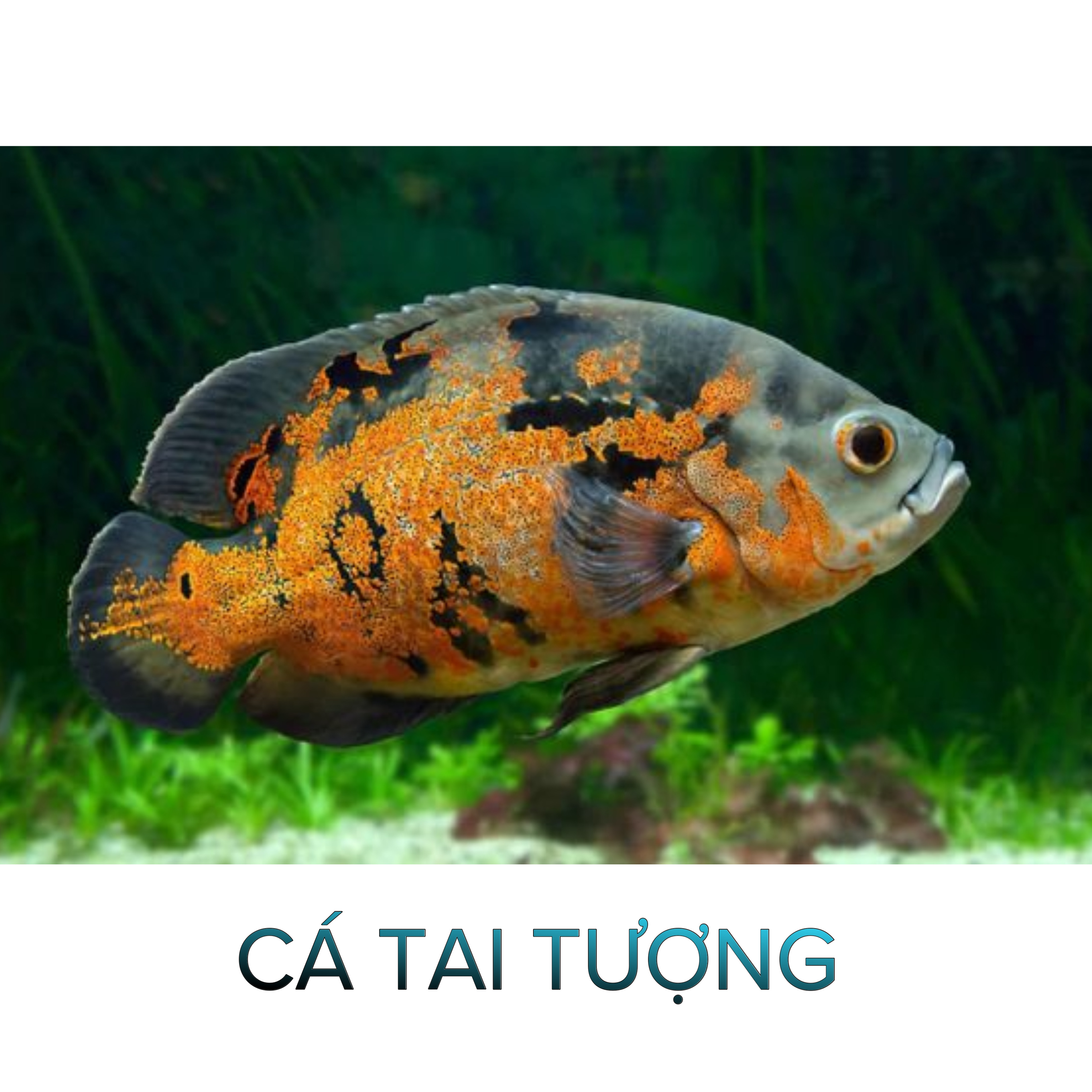Cá Tai Tượng- Cá Săn Mồi- Cá Cảnh Thiên Phước
