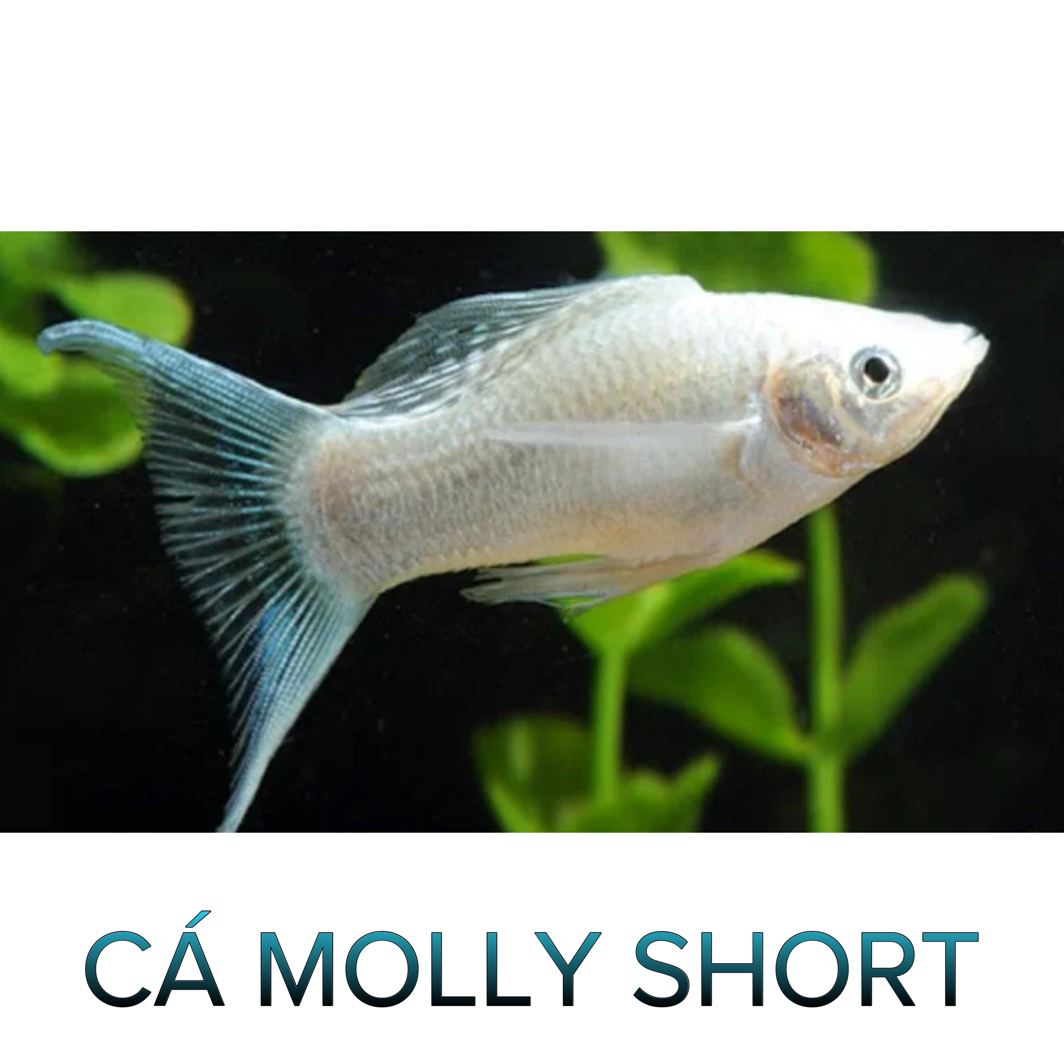 Cá Molly Short- Cá Thủy Sinh- Cá Cảnh Thiên Phước