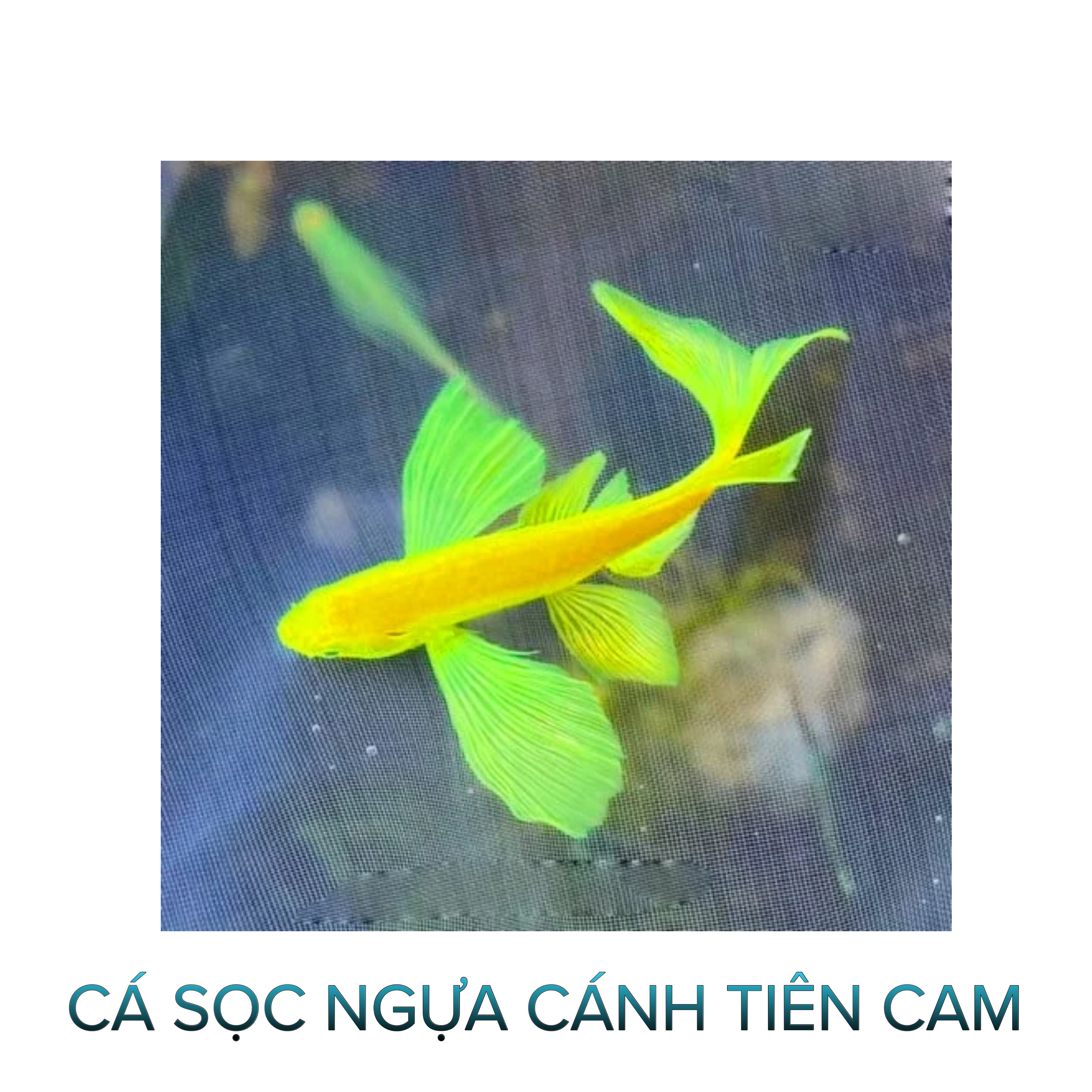 Cá Sọc Ngựa Cánh Tiên Cam- Cá Thủy Sinh- Cá Cảnh Thiên Phước