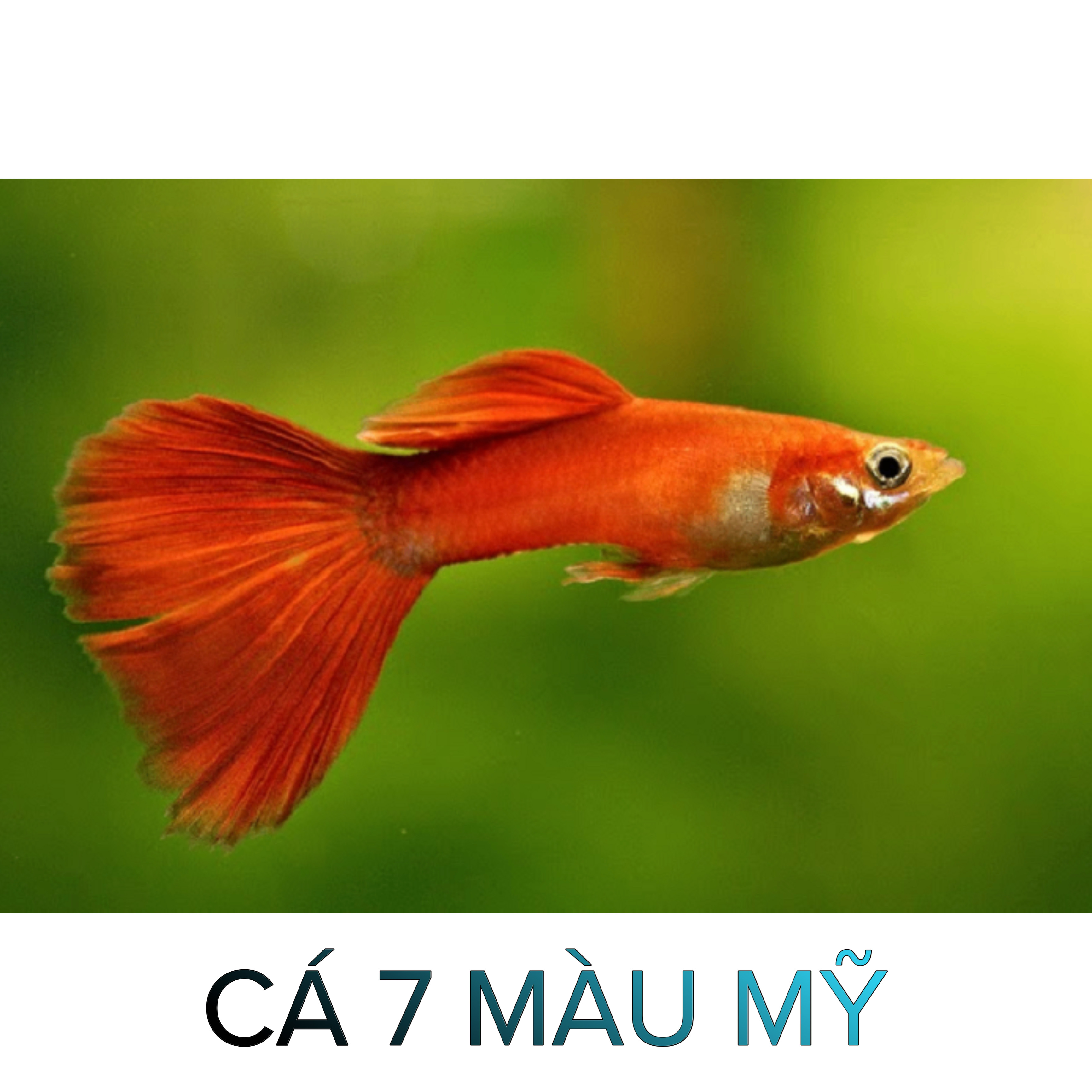 Cá 7 Màu Mỹ- Cá Thủy Sinh- Cá Cảnh Thiên Phước