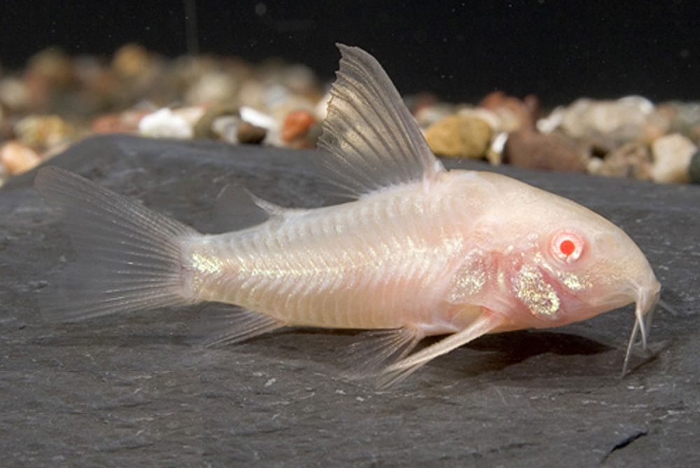 Cá Chuột Trắng Albino- Cá Dọn Bể - Cá Thủy Sinh- Cá Cảnh Thiên Phước