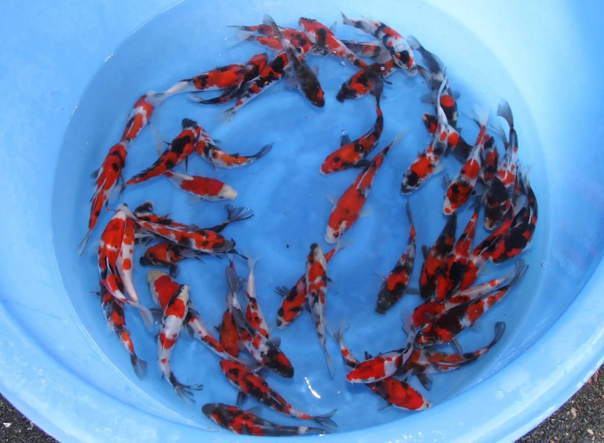 Cá Chép Koi Size 20-25- Cá Cảnh Thiên Phước
