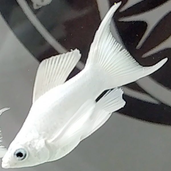 Cá Molly Short- Cá Thủy Sinh- Cá Cảnh Thiên Phước