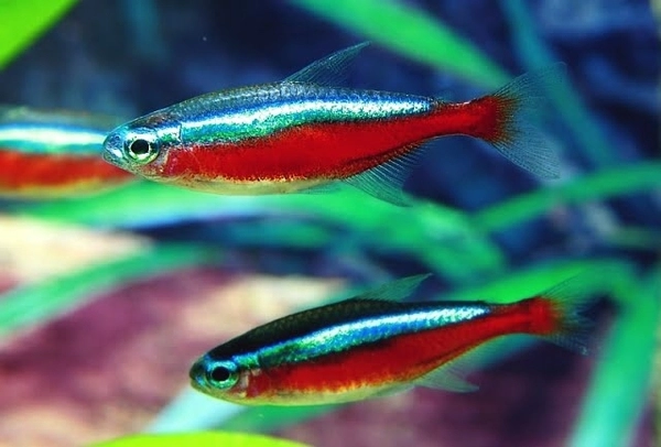 Cá Neon Vua- Cá Thủy Sinh- Cá Cảnh Thiên Phước