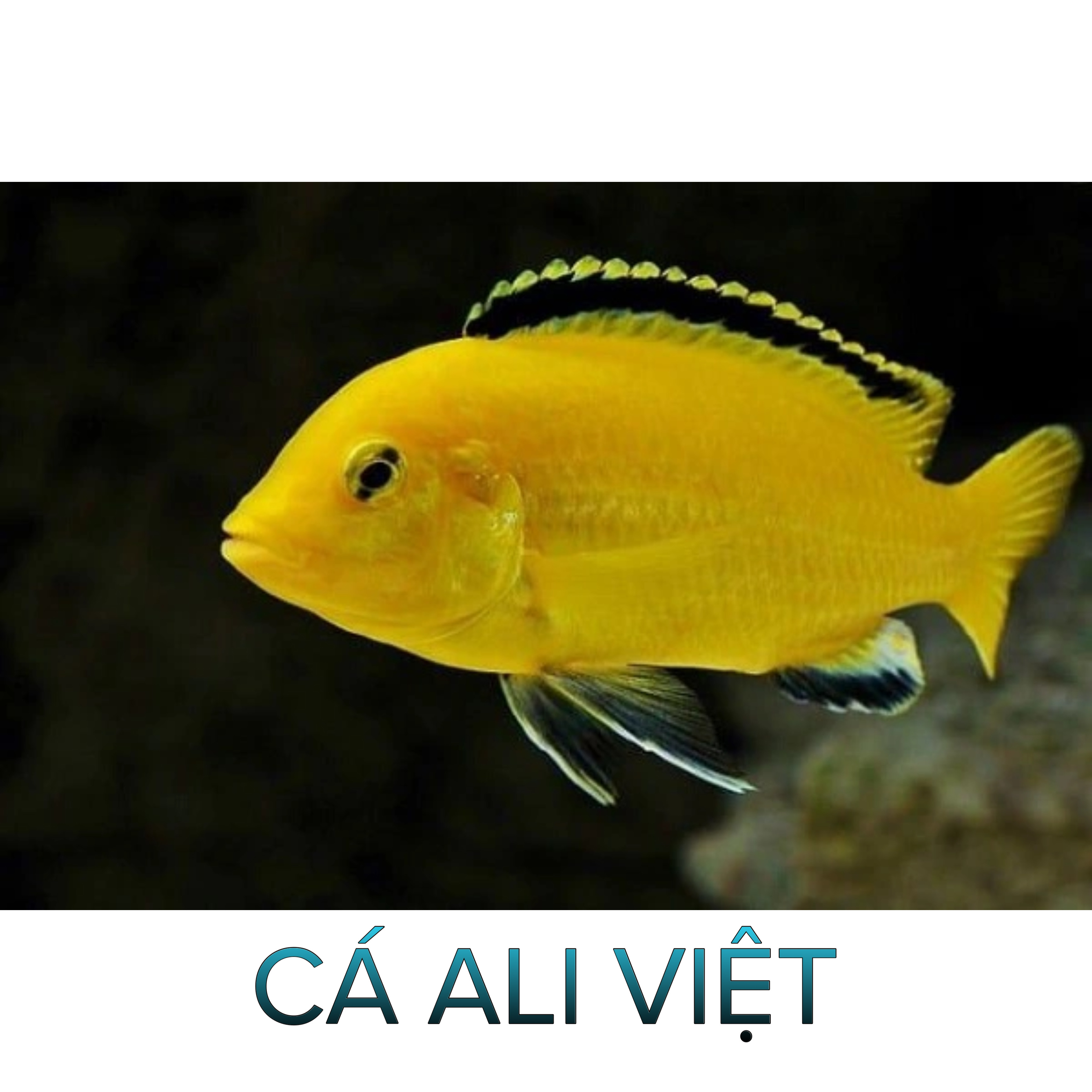 Cá AlI Việt - Cá Săn Mồi- Cá Cảnh Thiên Phước