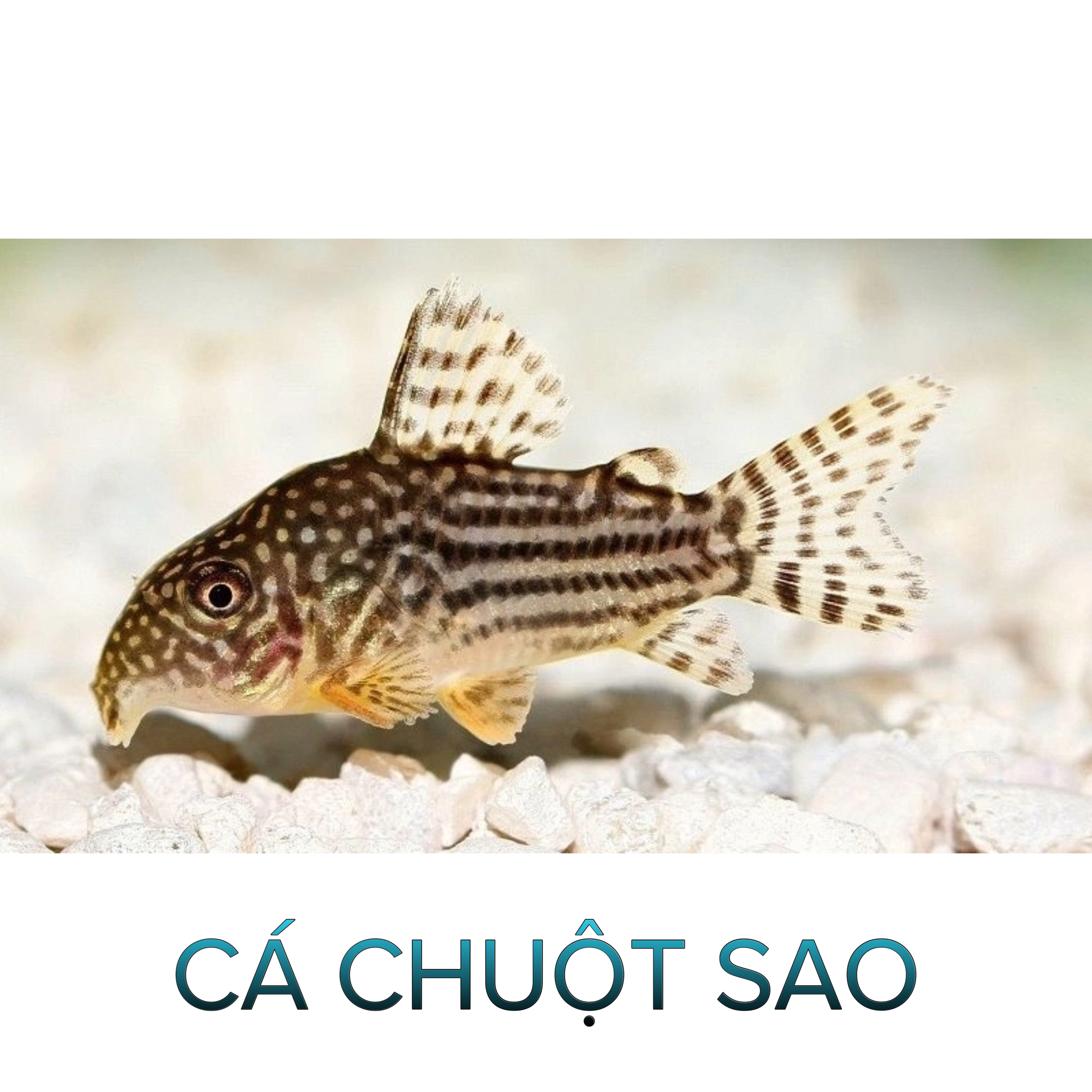Cá Chuột Sao- Cá Dọn Bể- Cá Thủy Sinh- Cá Cảnh Thiên Phước