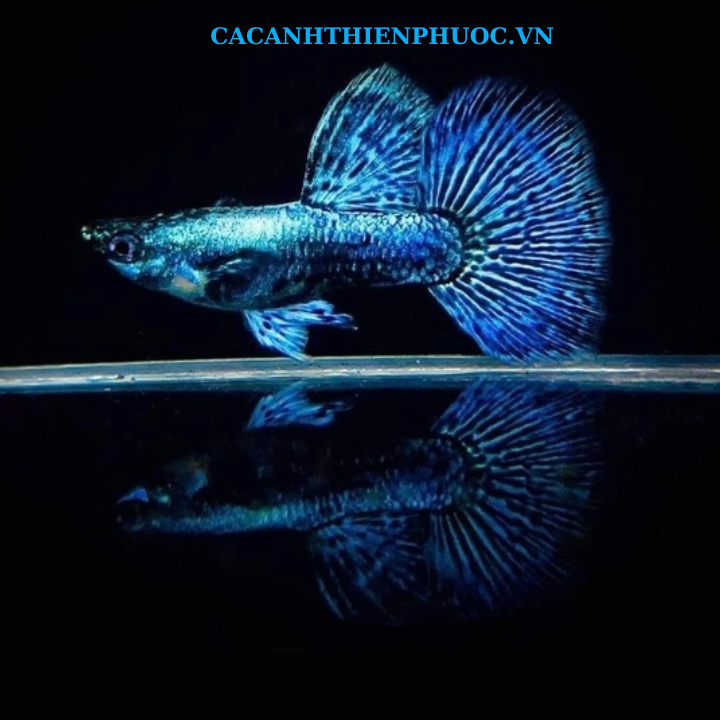 Cá 7 Màu Rồng Xanh- Cá Thủy Sinh- Cá Cảnh Thiên Phước