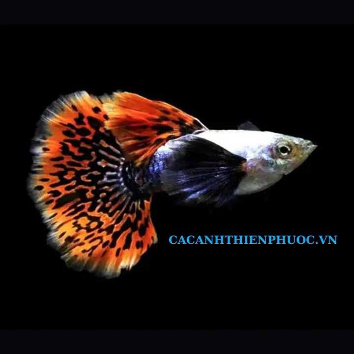 Cá 7 Màu Rồng Đỏ- Cá Thủy Sinh- Cá Cảnh Thiên Phước