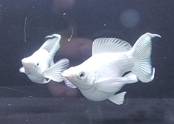 Cá Molly Short- Cá Thủy Sinh- Cá Cảnh Thiên Phước