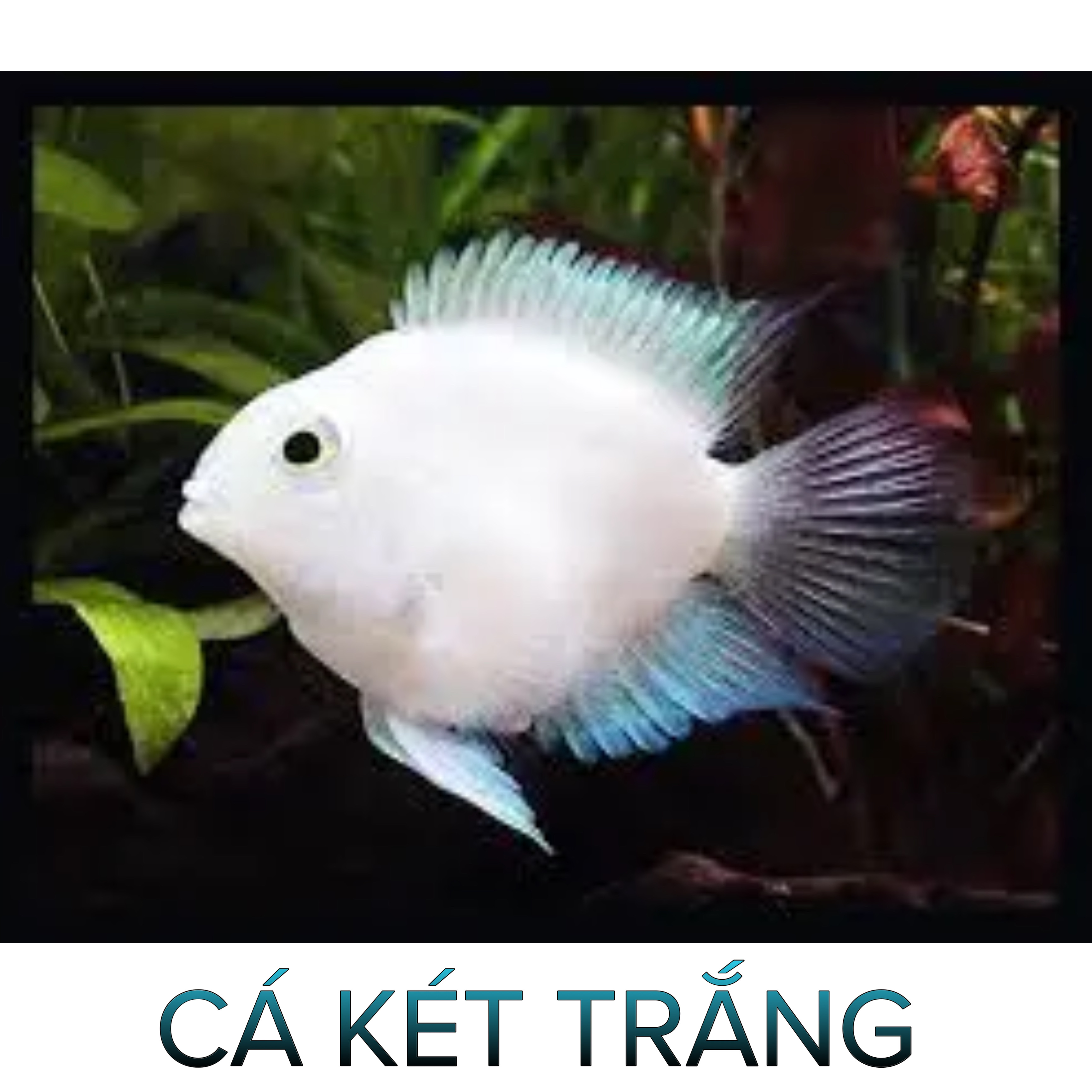 Cá Két Panda, Két Trắng- Cá Thủy Sinh- Cá Cảnh Thiên Phước