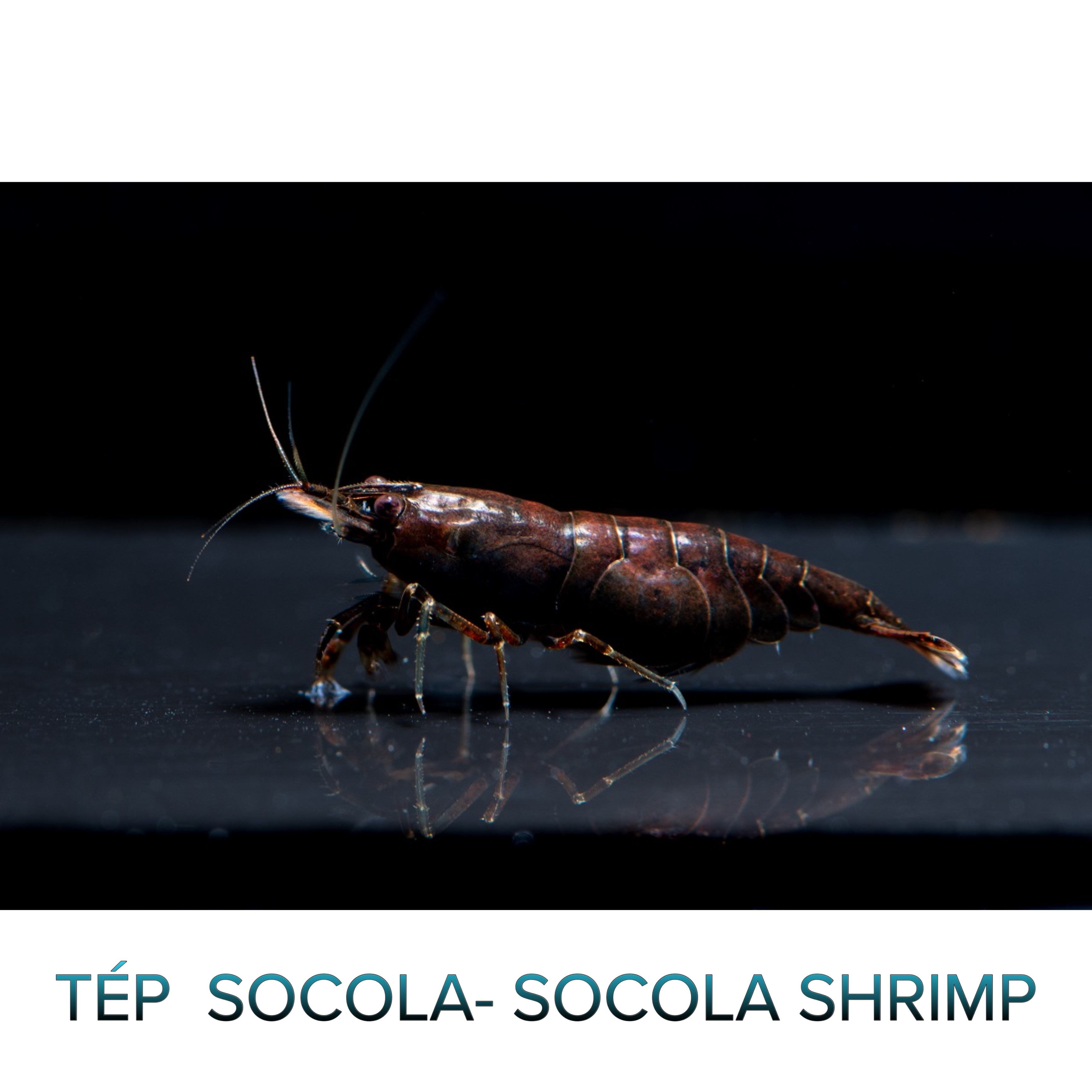 Tép Socola-Socola Shrimp- Tép Thủy Sinh- Cá Cảnh Thiên Phước