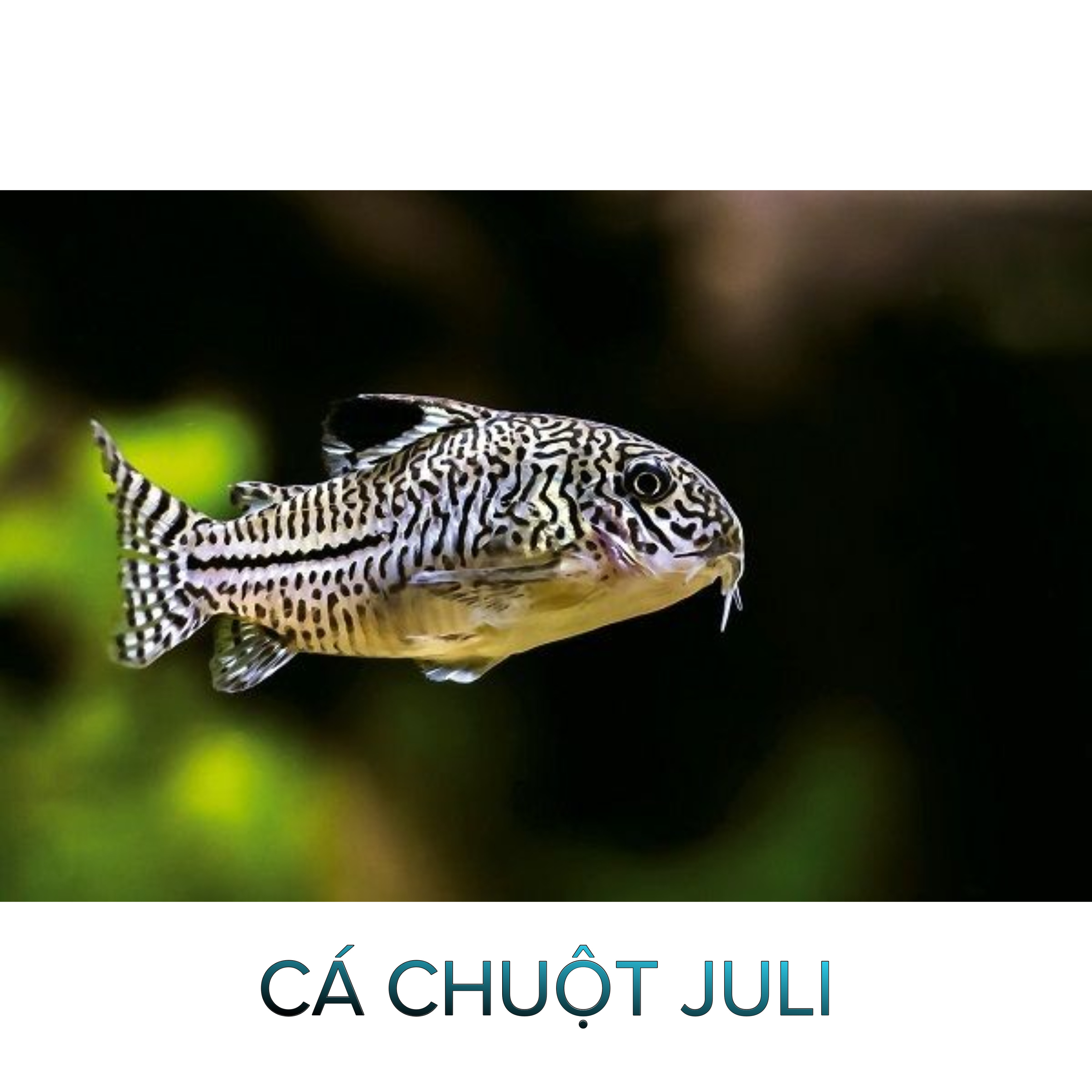 Cá Chuột Trân Châu- Cá Chuột Juli- Cá Dọn Bể- Cá Thủy Sinh- Cá Cảnh Thiên Phước