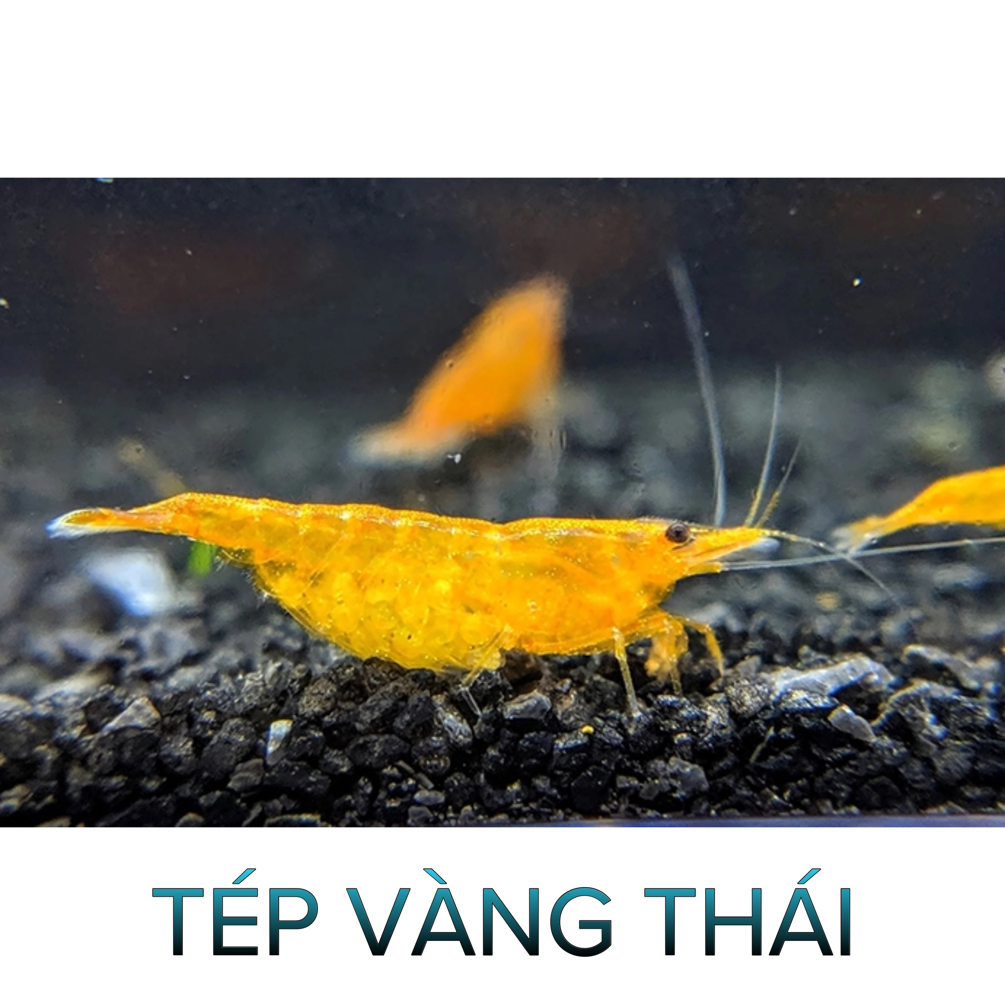 Tép Vàng Thái-Yellow Shrimp- Tép Thủy Sinh- Cá Cảnh Thiên Phước
