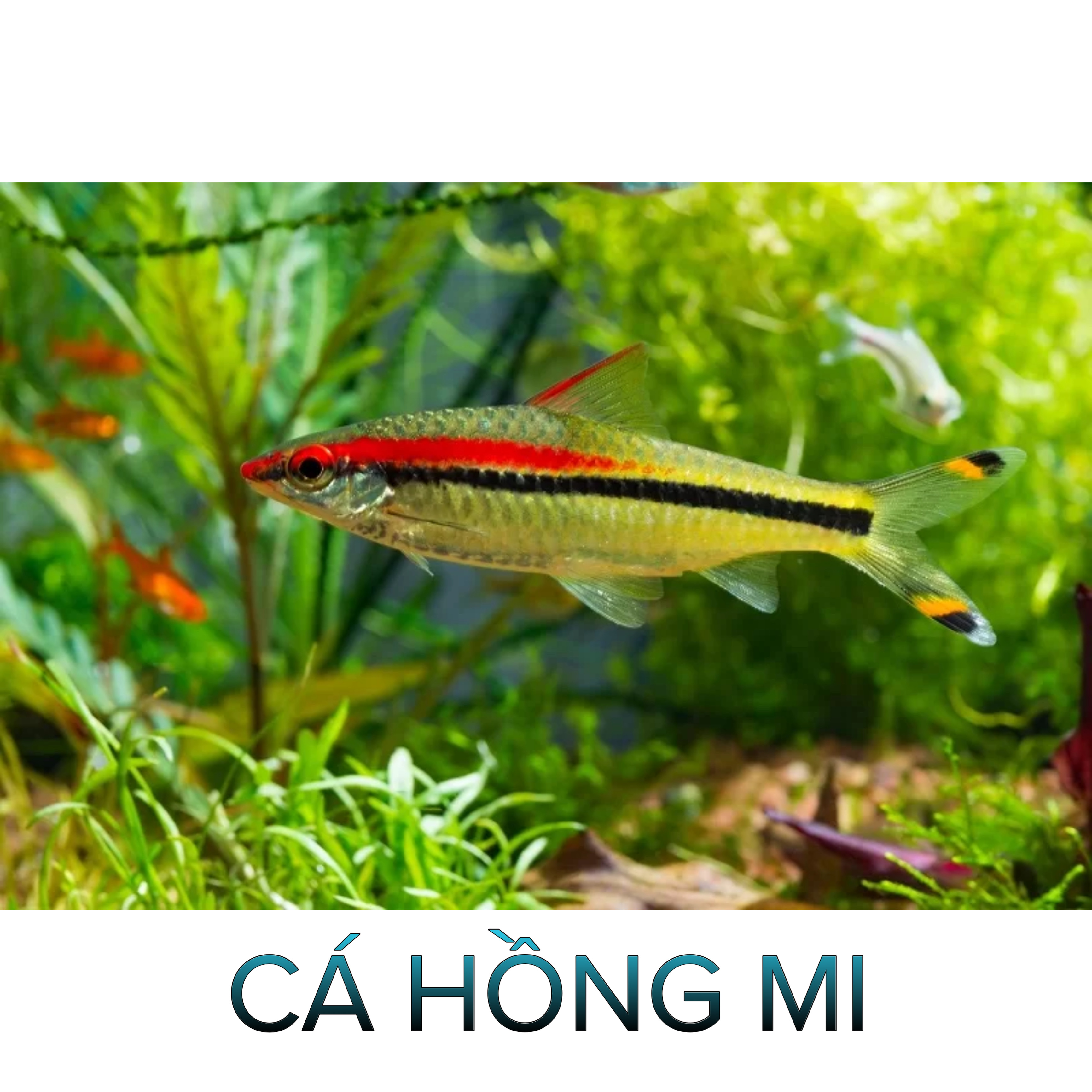 Cá Hồng Mi Thường, Cá Hồng Mi Vàng- Cá Thủy Sinh - Cá Cảnh Thiên Phước