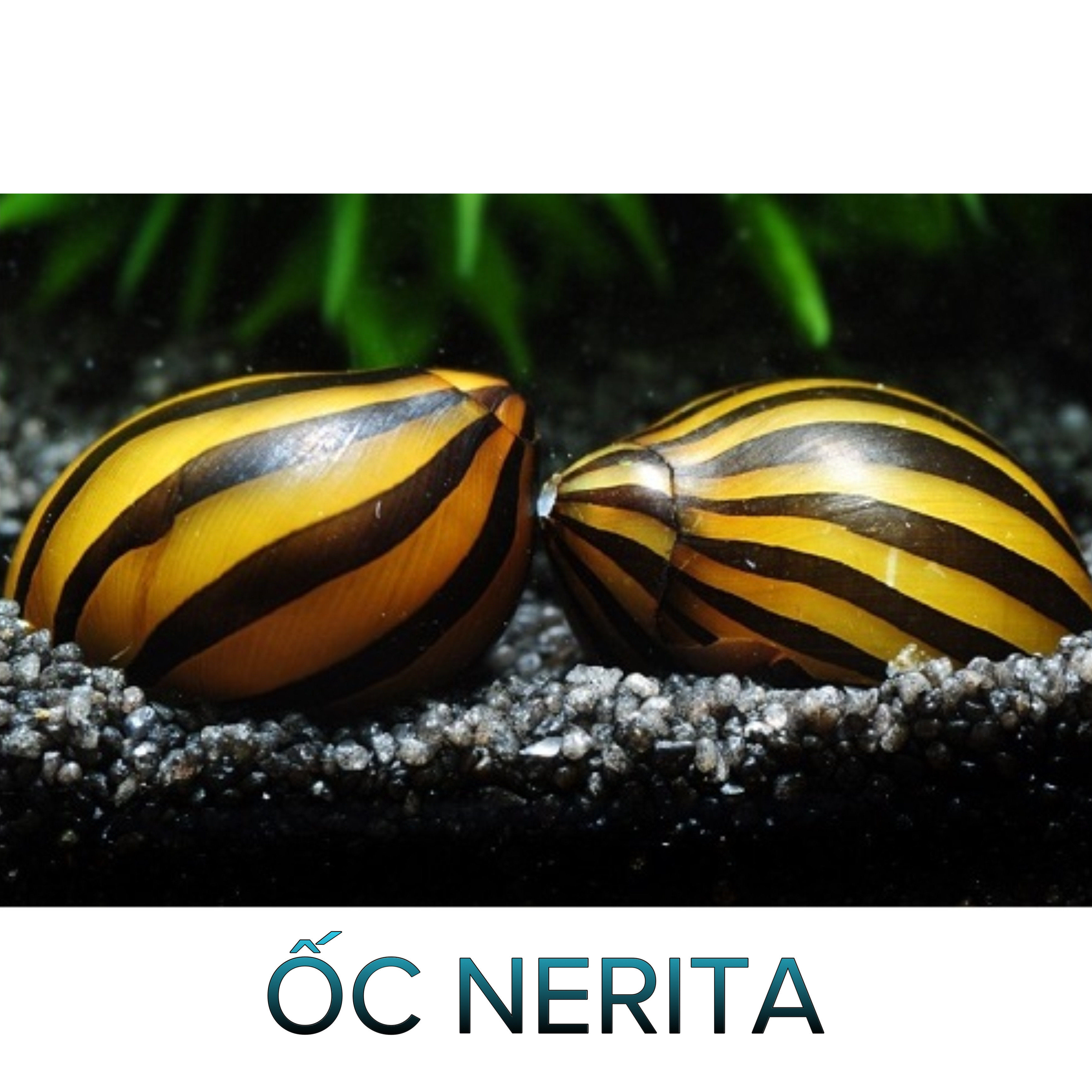 Ốc Nerita- Ốc Dọn Bể-Cá Cảnh Thiên Phước